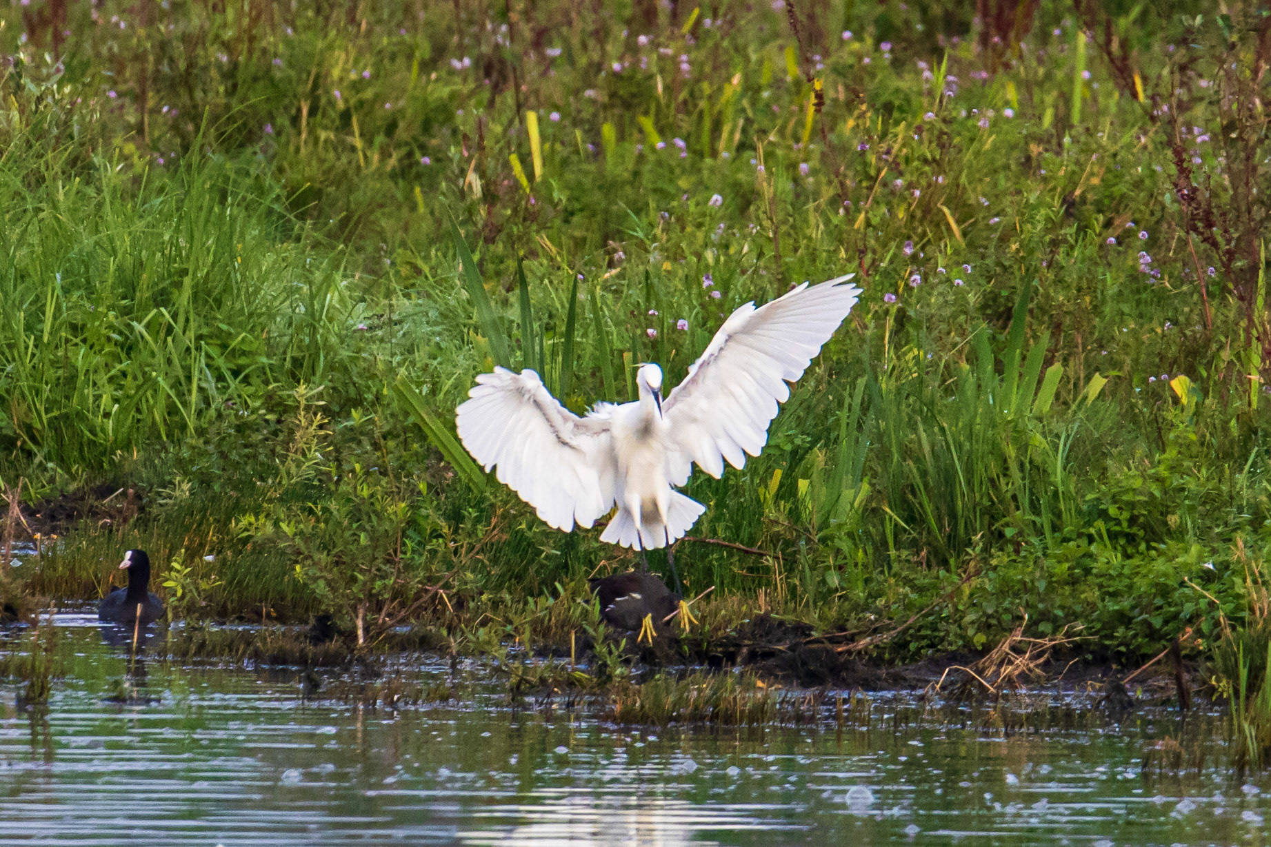 kleine zilverreiger