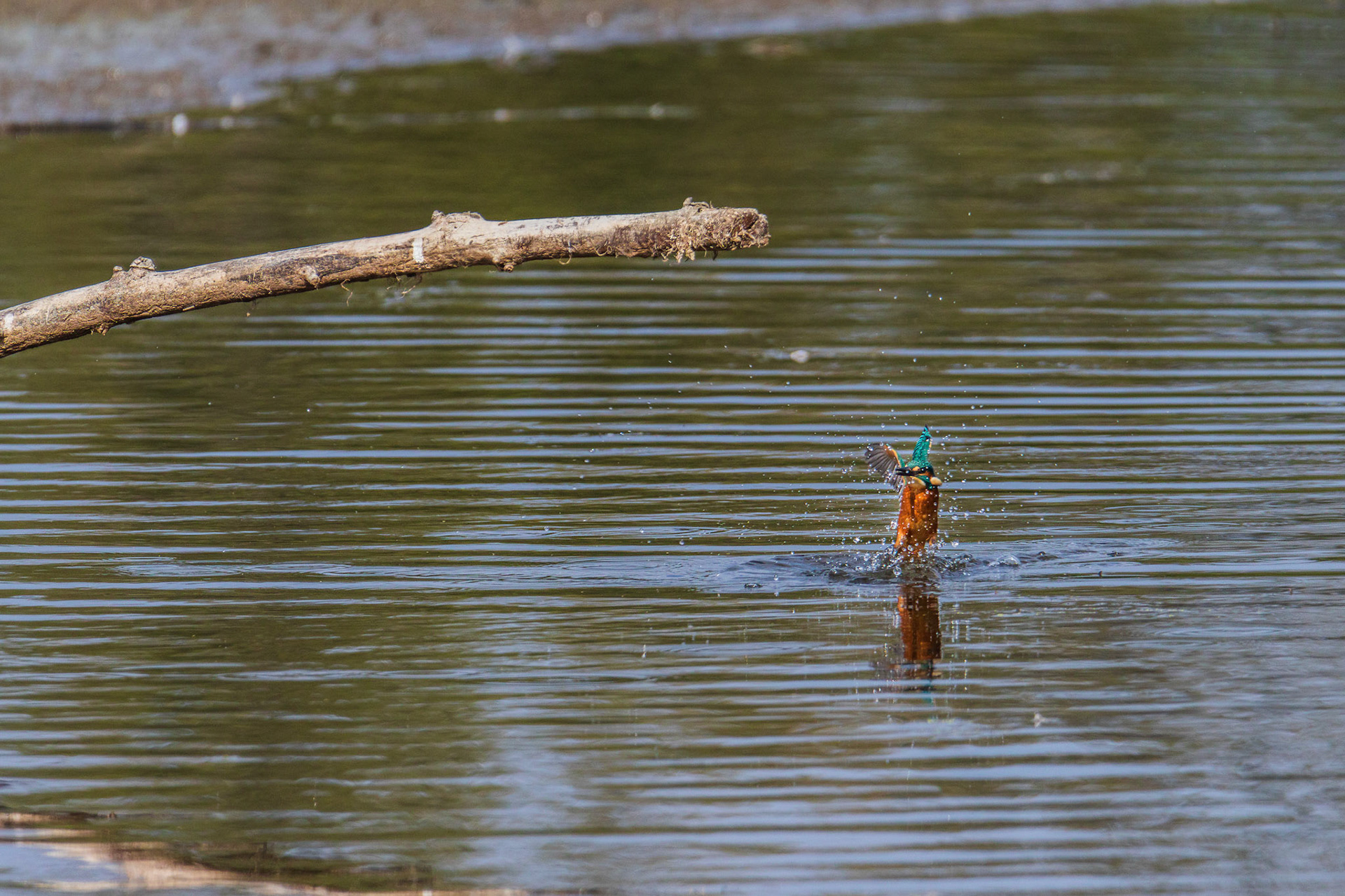ijsvogel  duikt , foto 6
