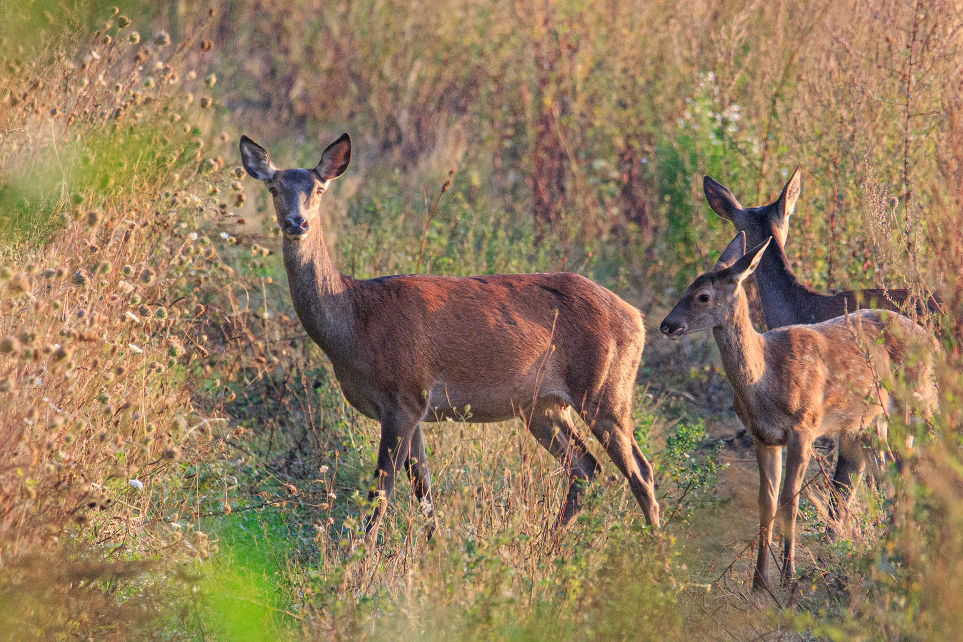 edelhert, hinde met kalveren