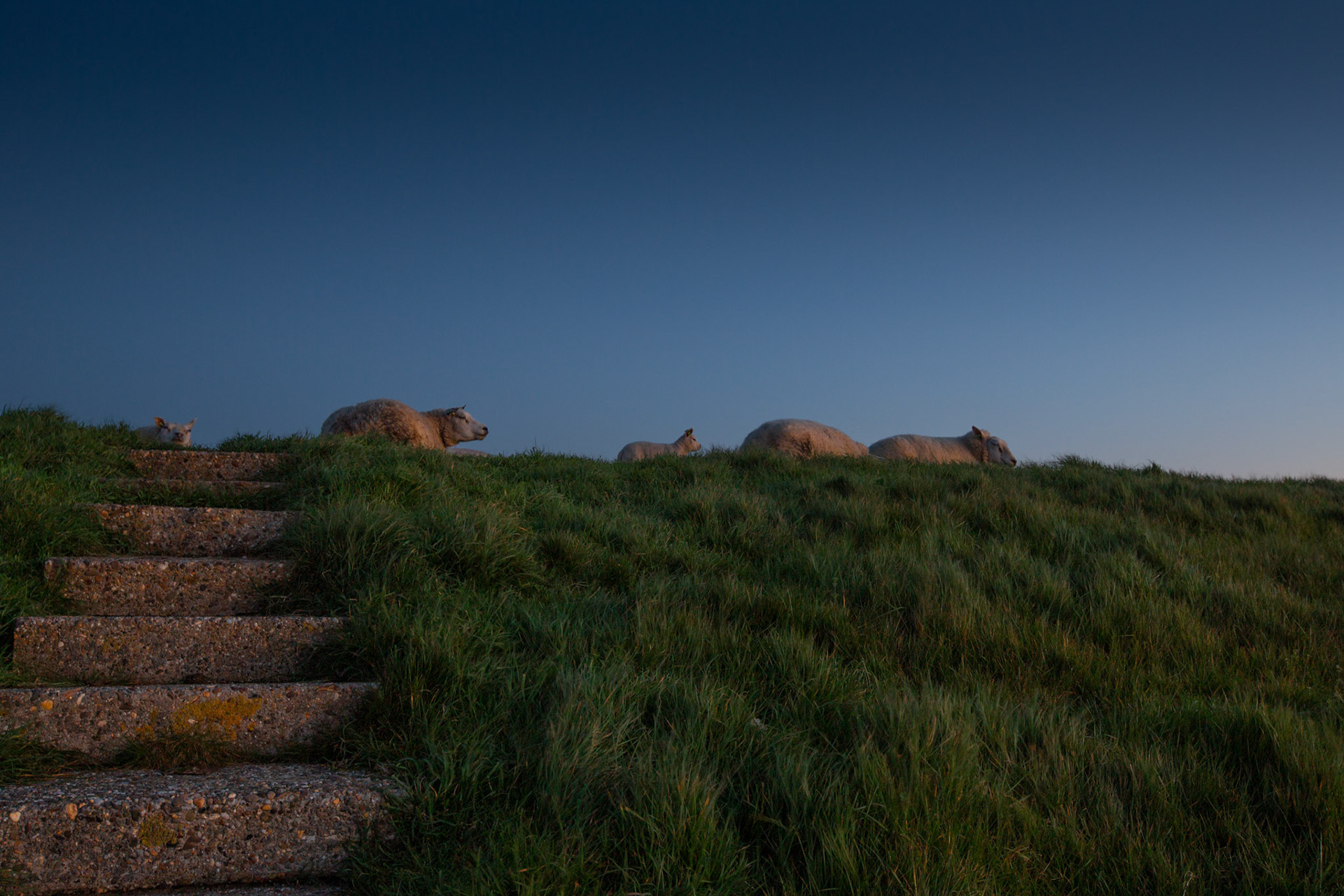 schapen kijken naar zonsopkomst