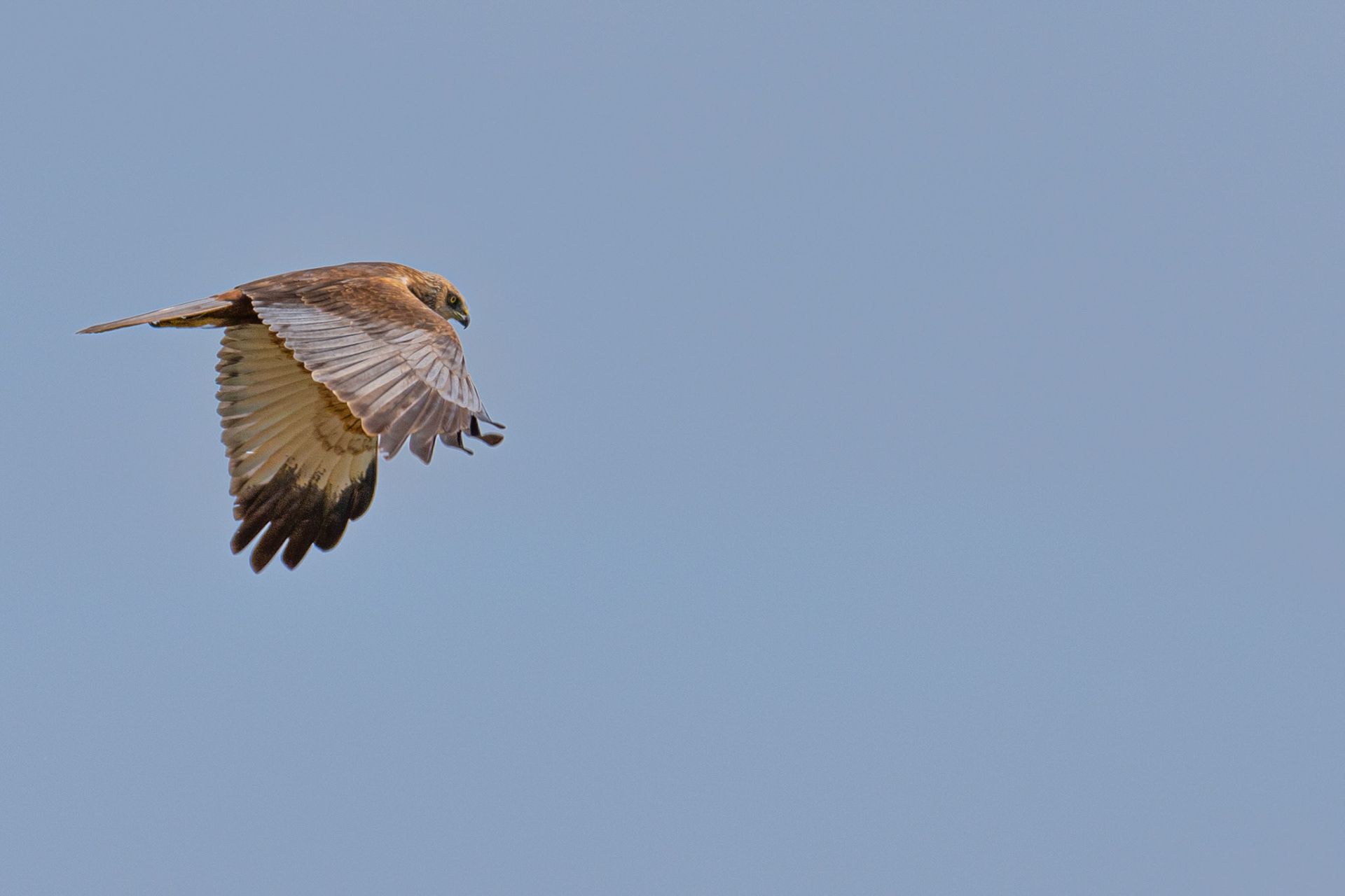 bruine Kiekendief ,man