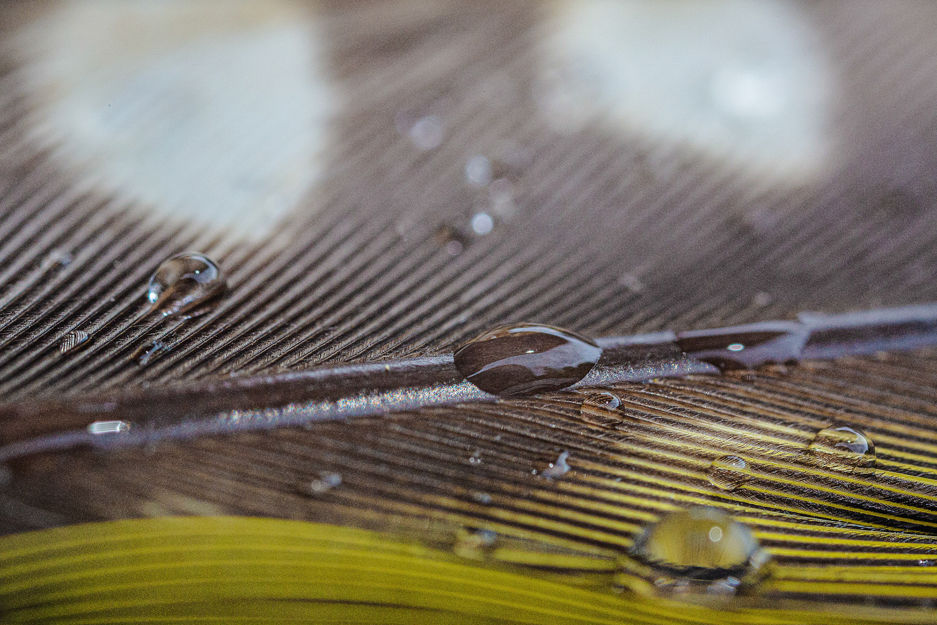 supermacro veer groene specht