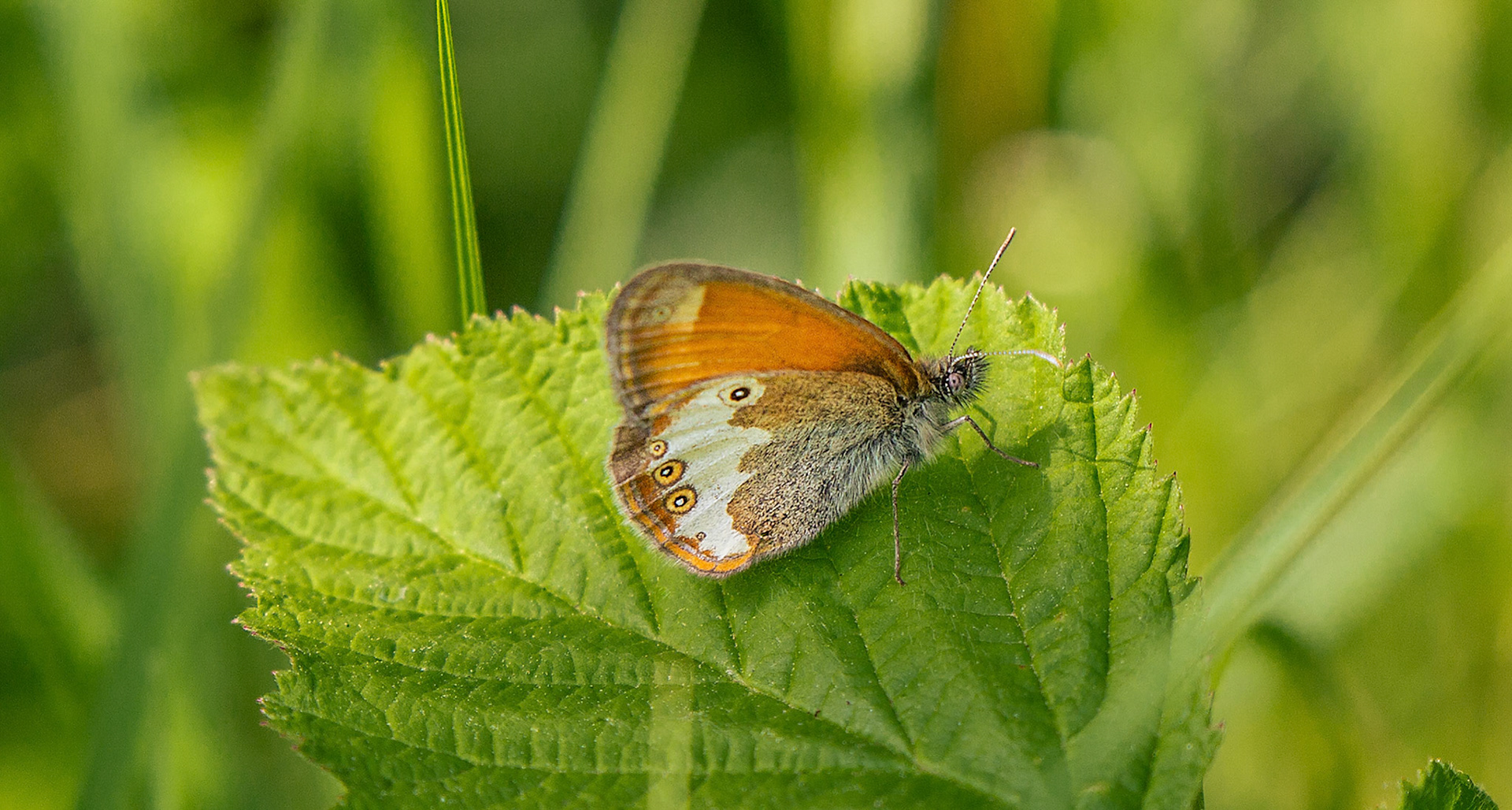 tweekleurig hooibeestje