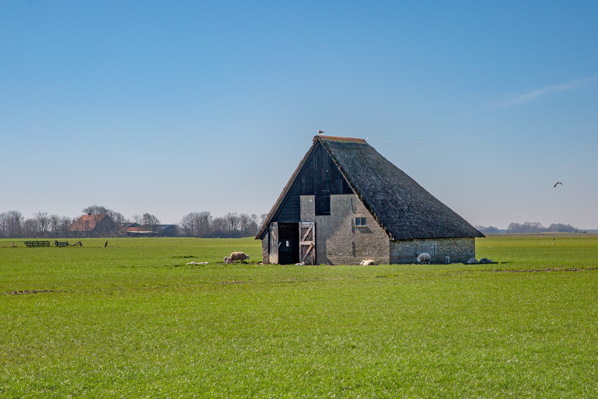 schaapskooi op Texel
