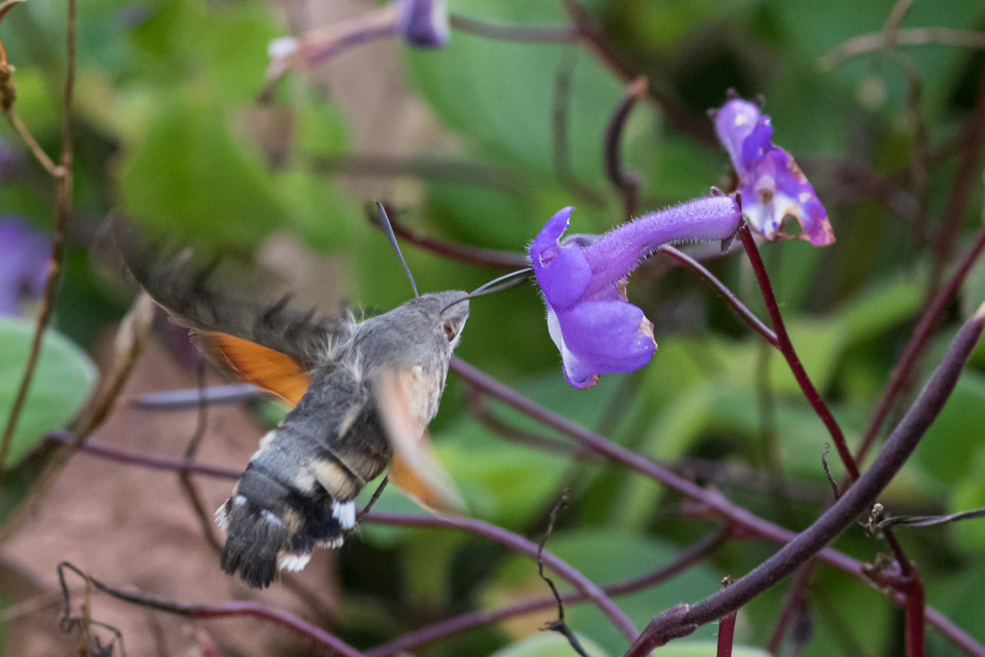 kolibrievlinder 03/11/2020 zeer laat