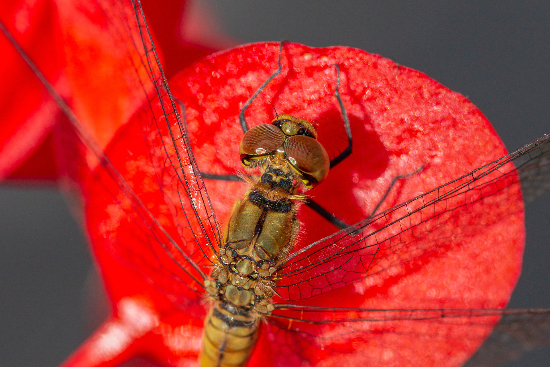 vuurrode heidelibelle vr