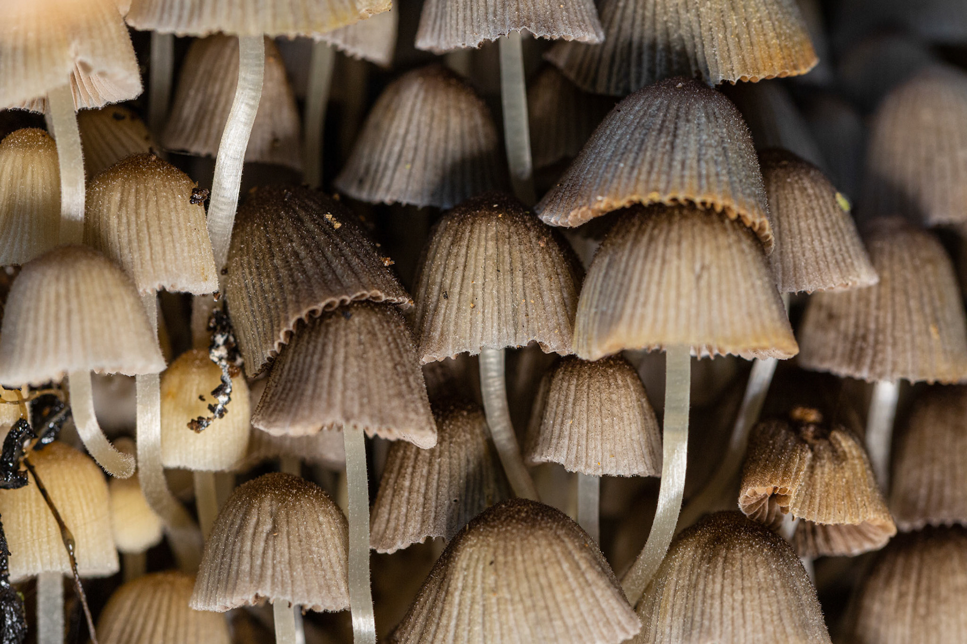 Mapaddenstoelen Gavers Harelbeke 2022cro