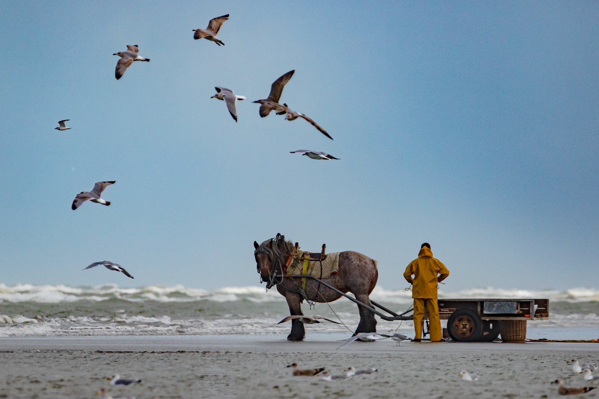 boerenpaard, visserspaard