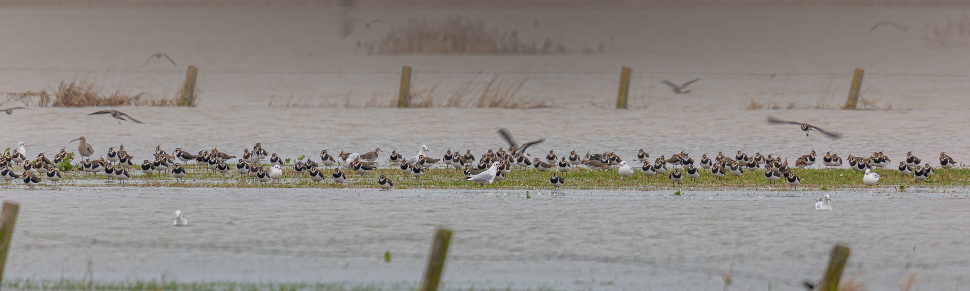 het laatste strookje gras  te Noordschote