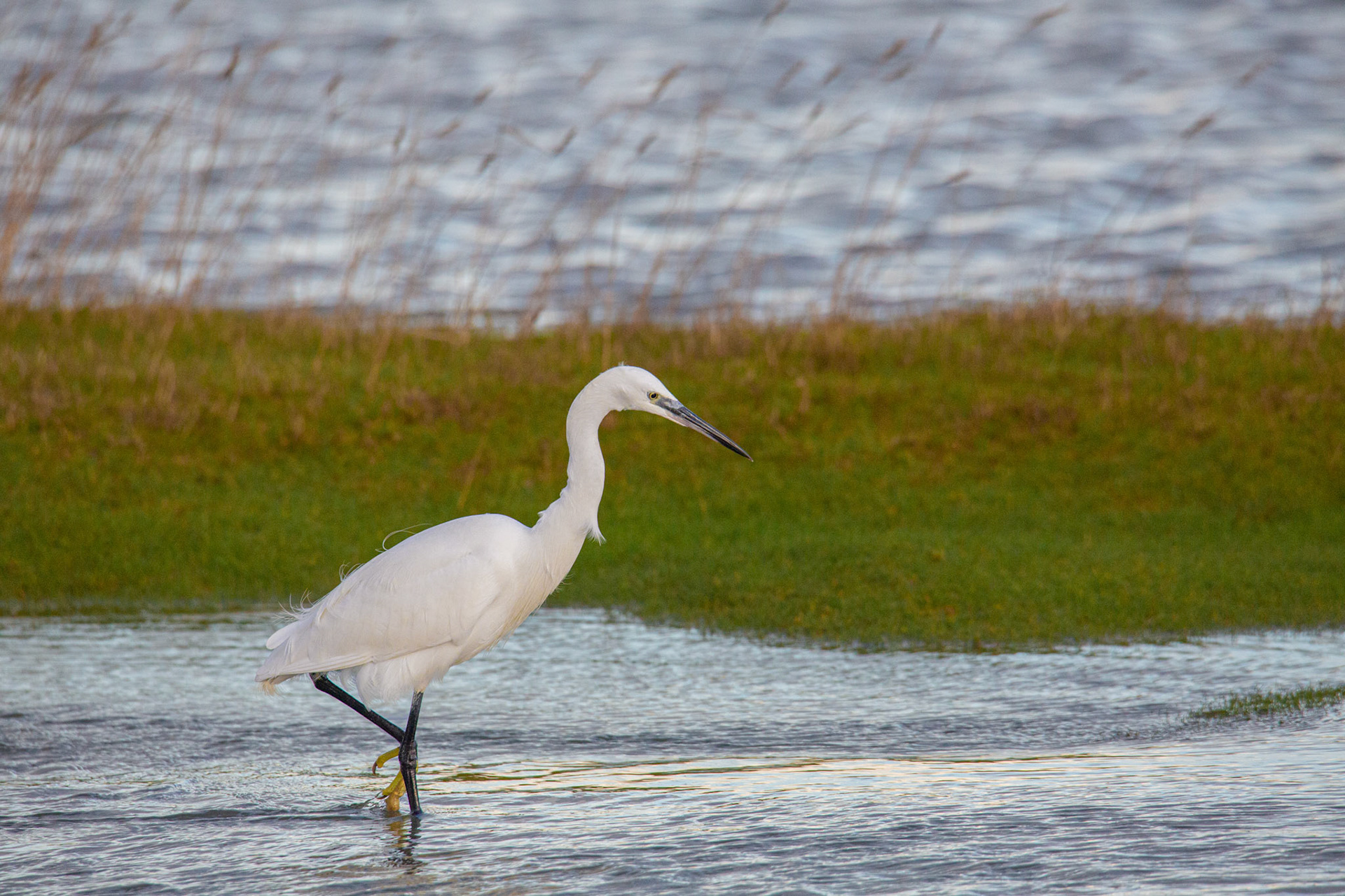 kleine zilverreiger bij springvloed