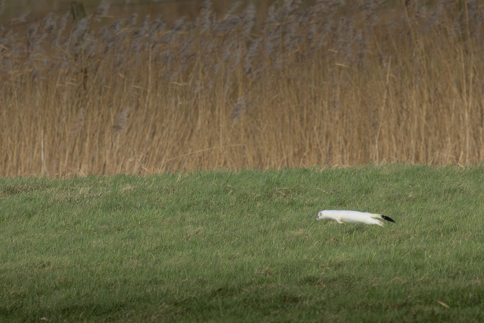 hermelijn in winterkleed
