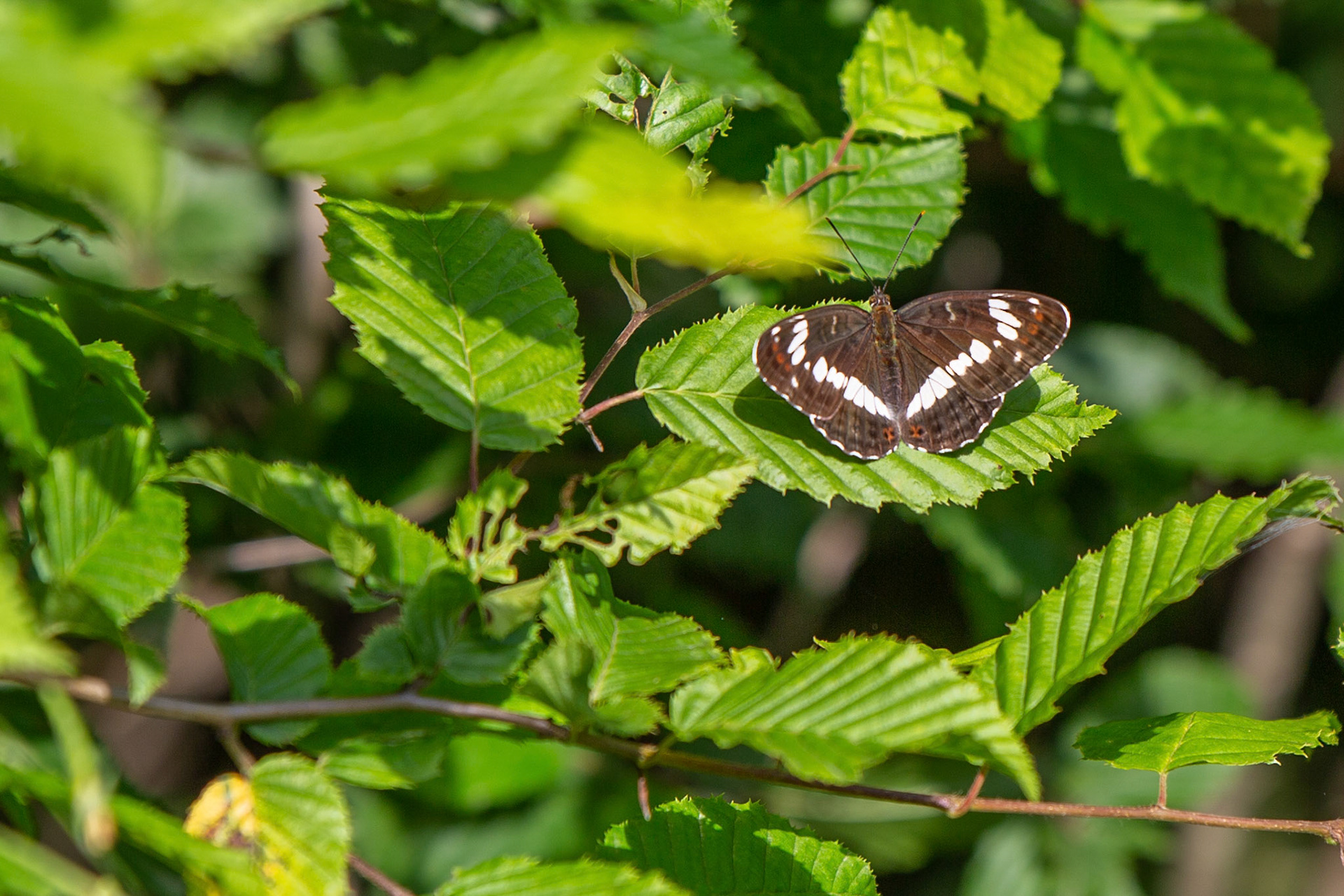 kleine ijsvogelvlinder