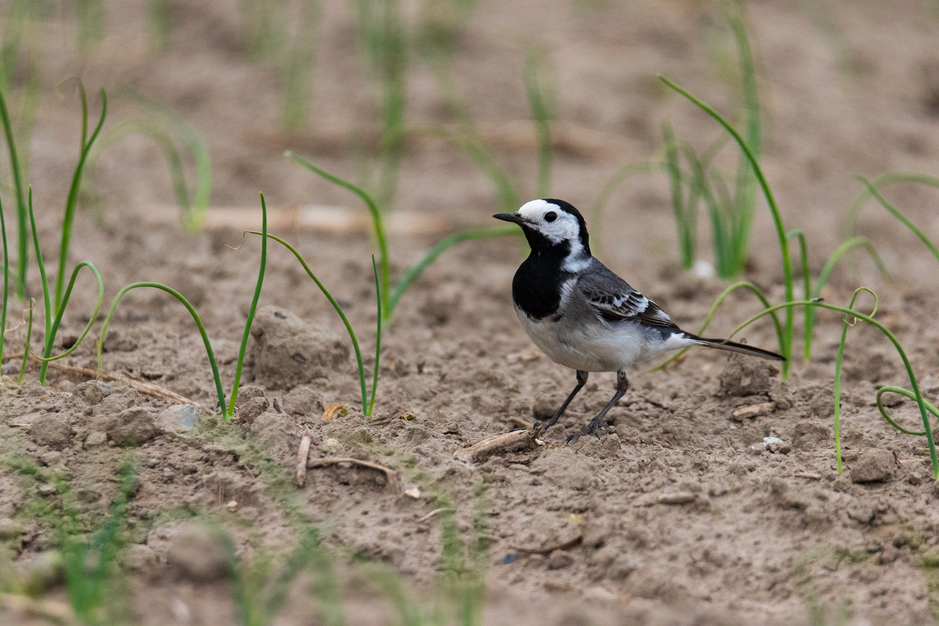 man witte kwikstaart