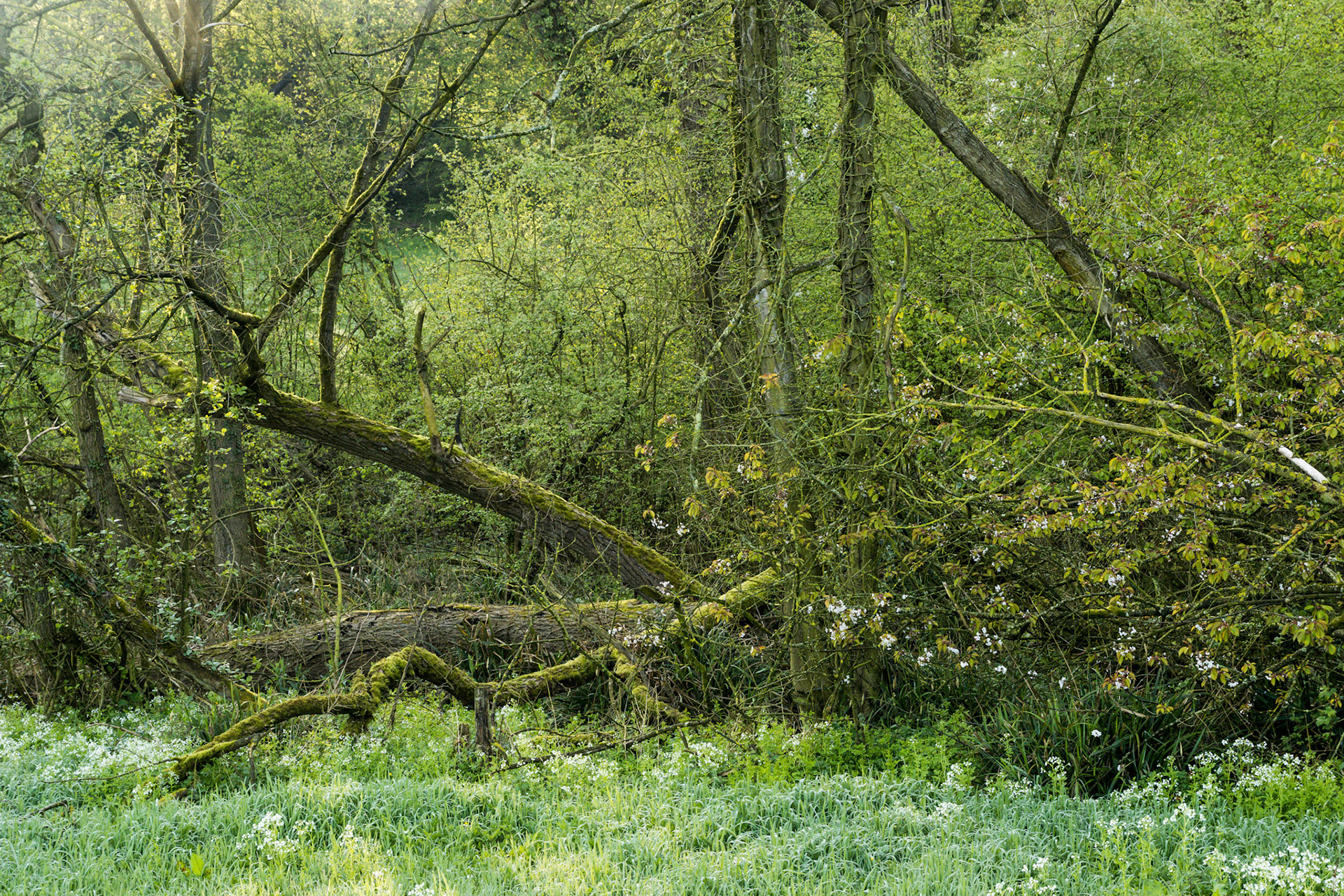Burreken Vlaamse Ardennen
