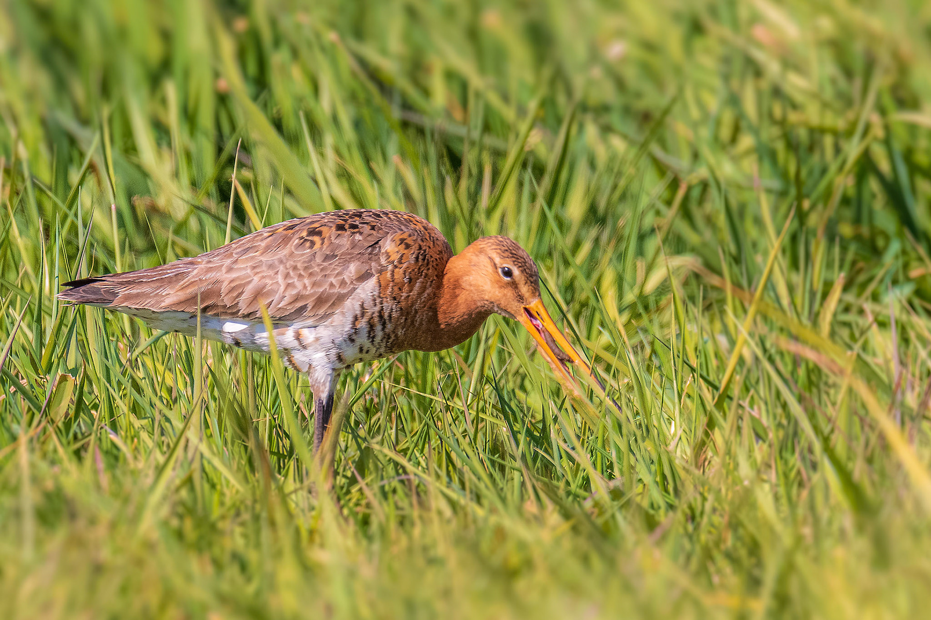 een dikke worm voor de gruto
