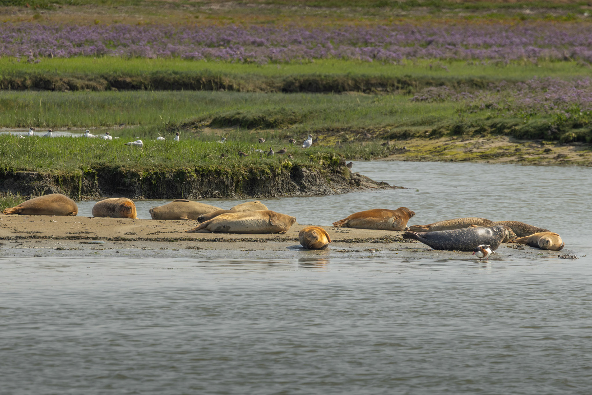 zeehonden Nieuwpoort