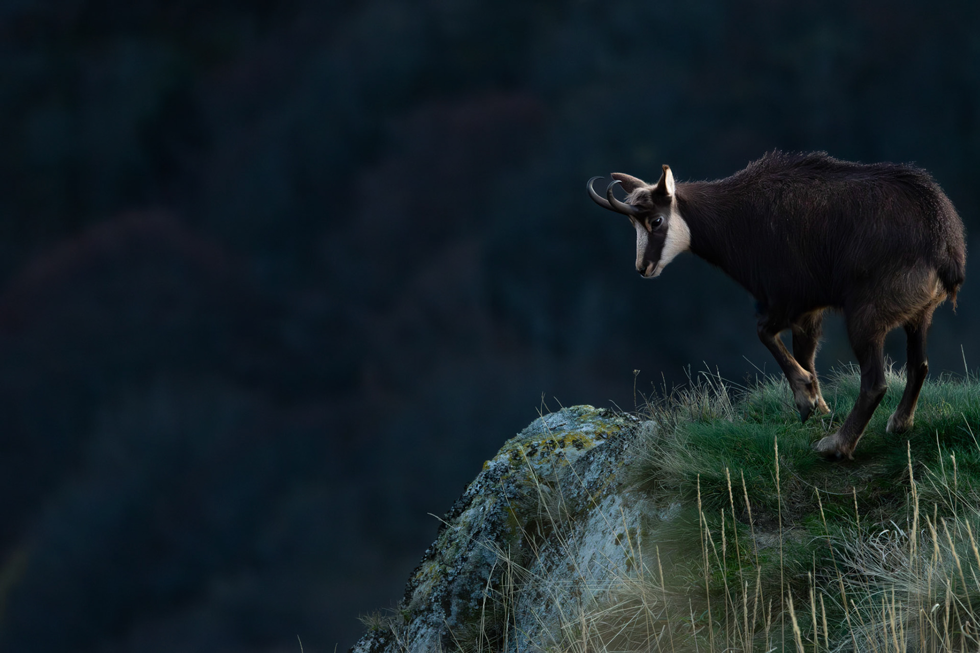 gems Vogezen Hohneck