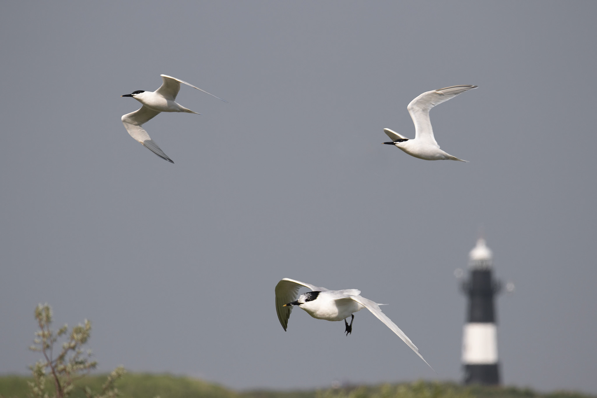 grote sternen, De Waterduinen, Groede