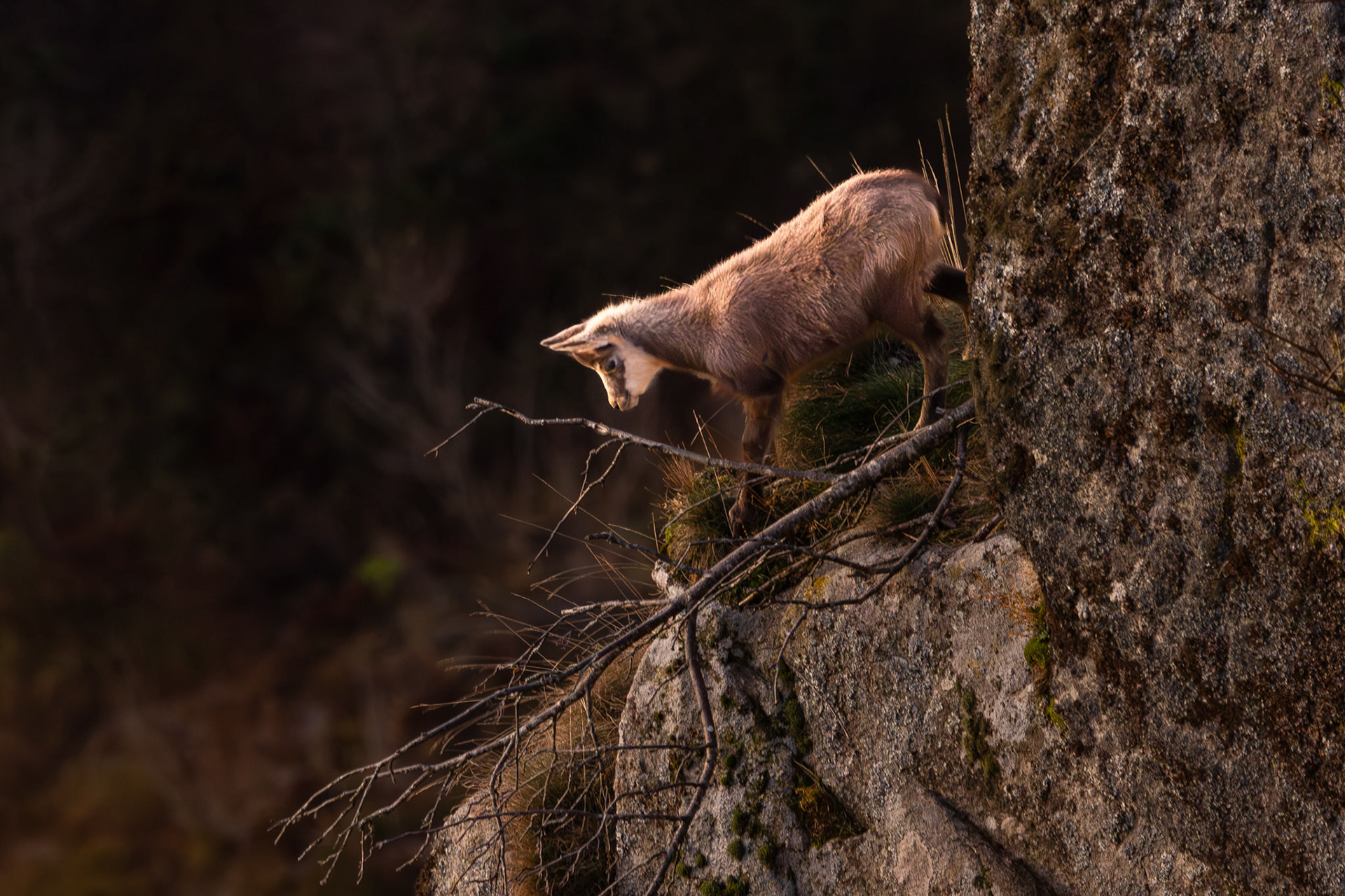 gems Vogezen Hohneck