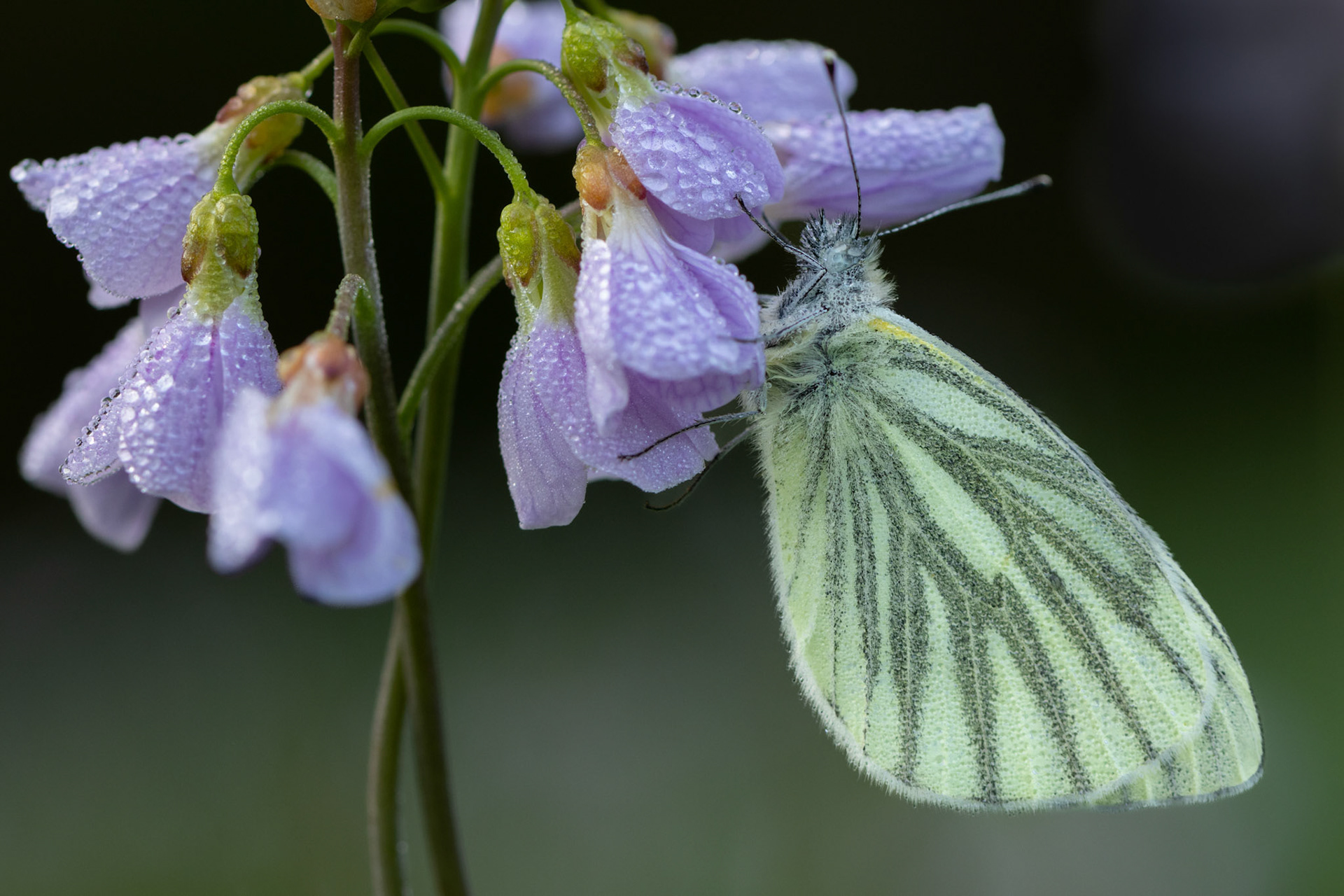 pinksterbloem met geaderd witje
