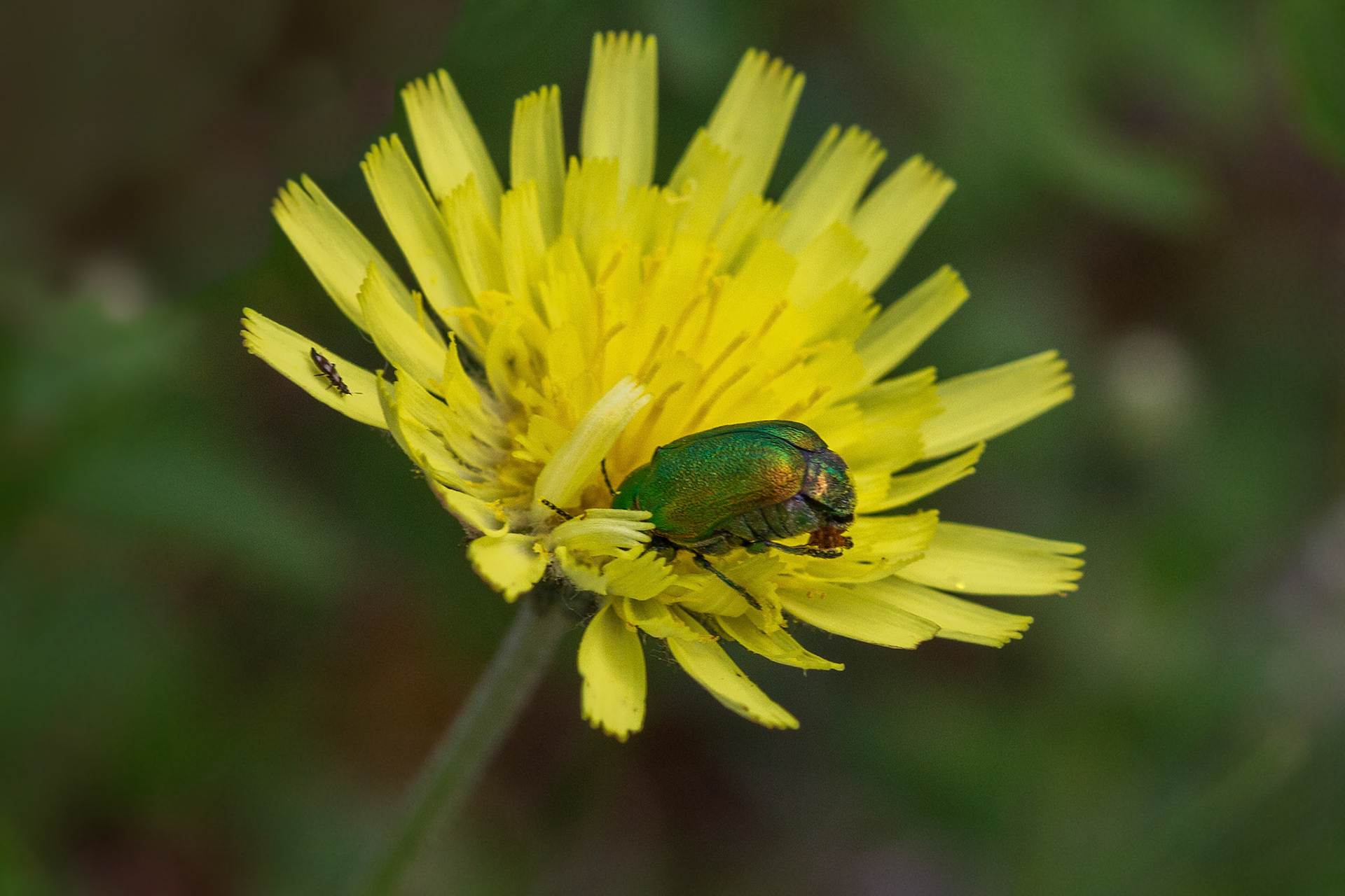 Cryptocephalus aureolus  en tweede kever