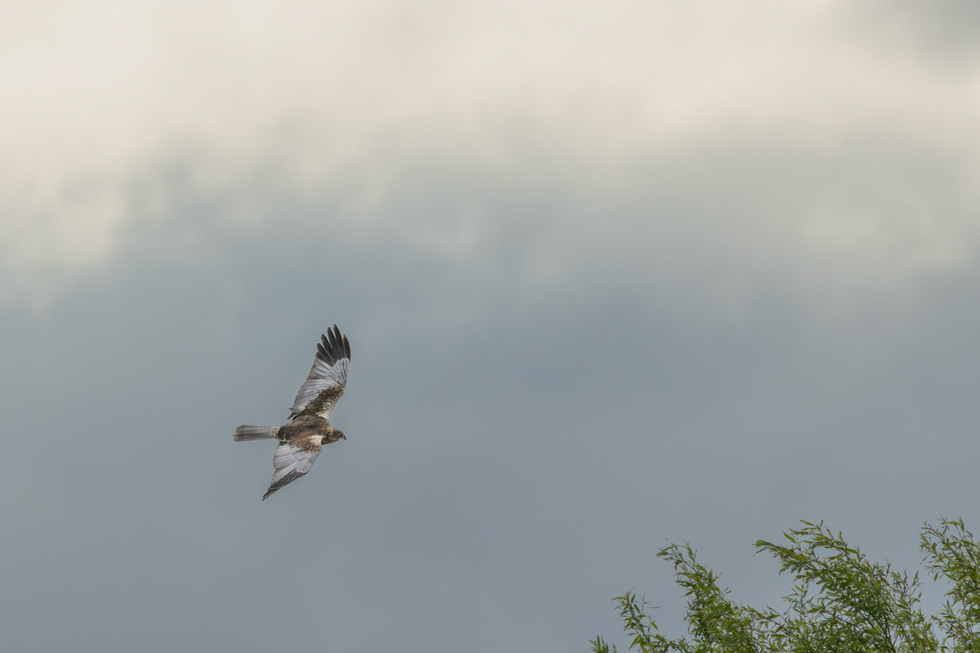 man bruine kiekendief