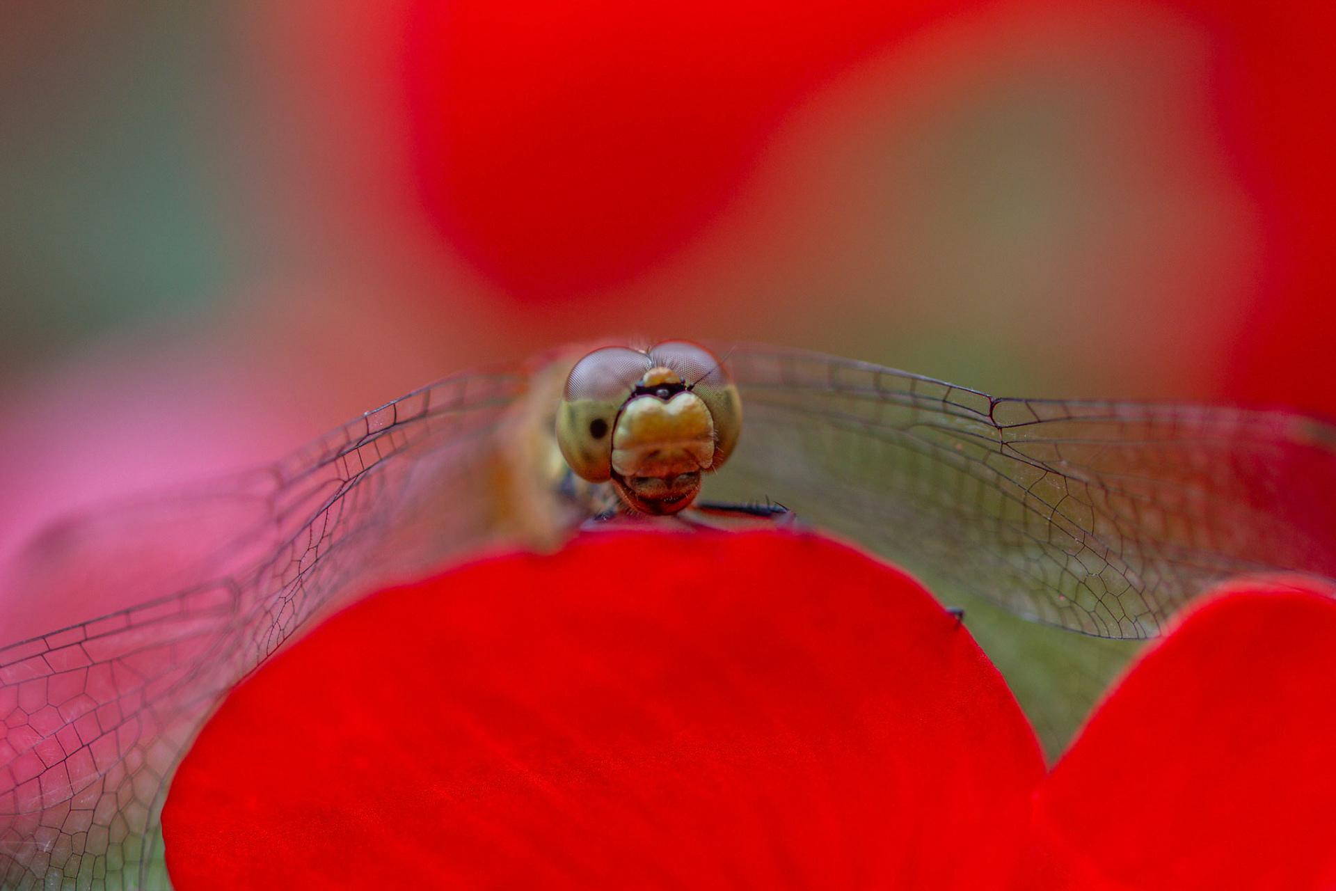 vuurrode heidelibelle vr