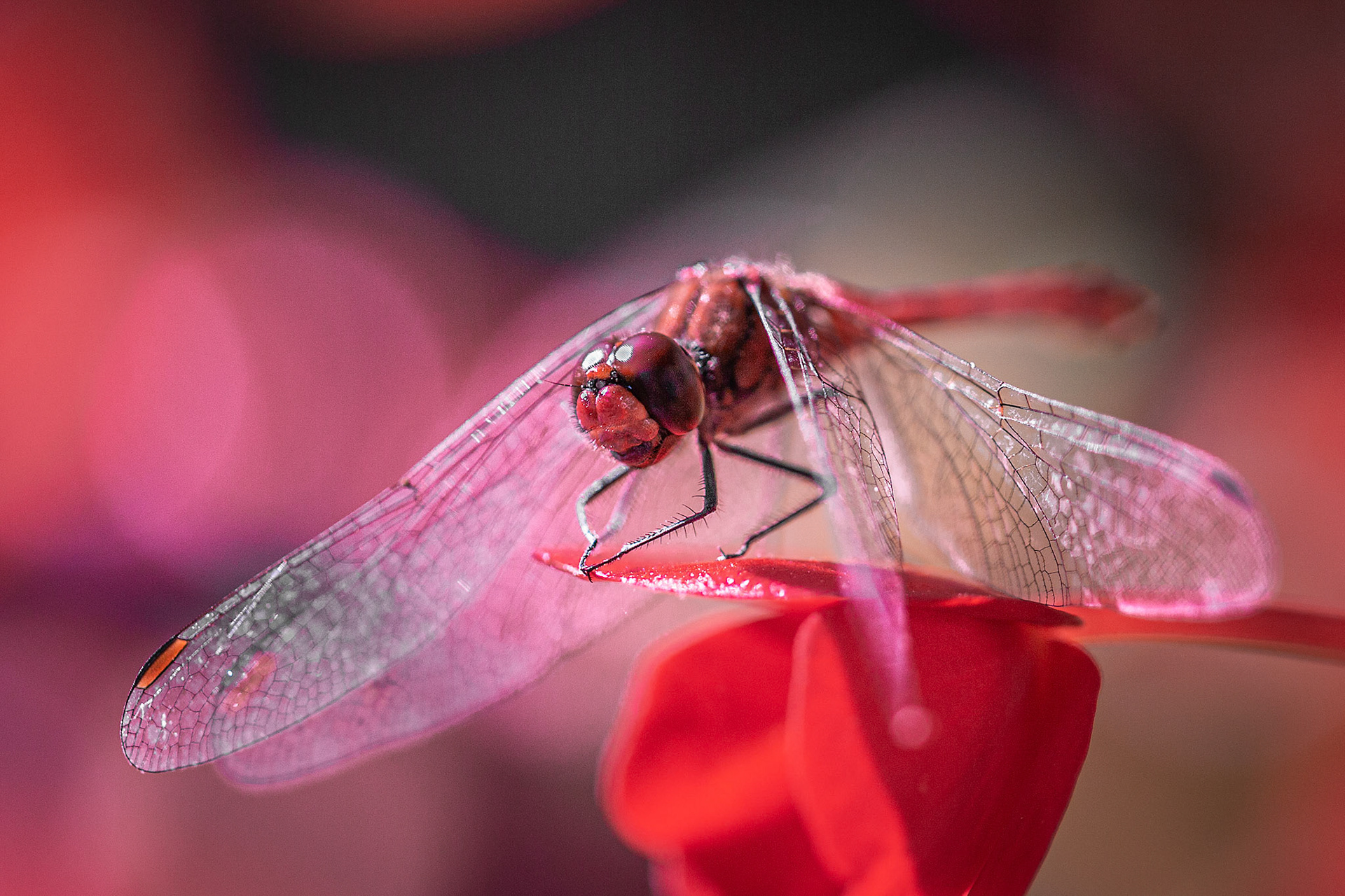 vuurrode heidelibelle