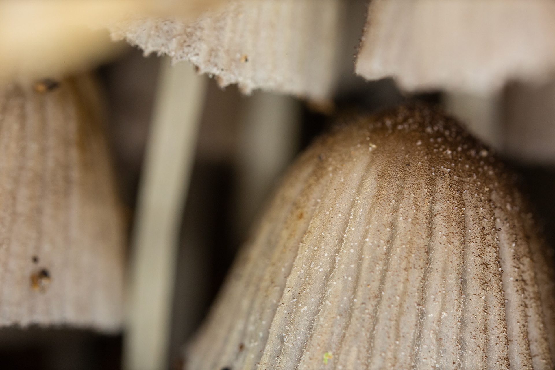 supermacro paddenstoelen Gavers Harelbeke 2022