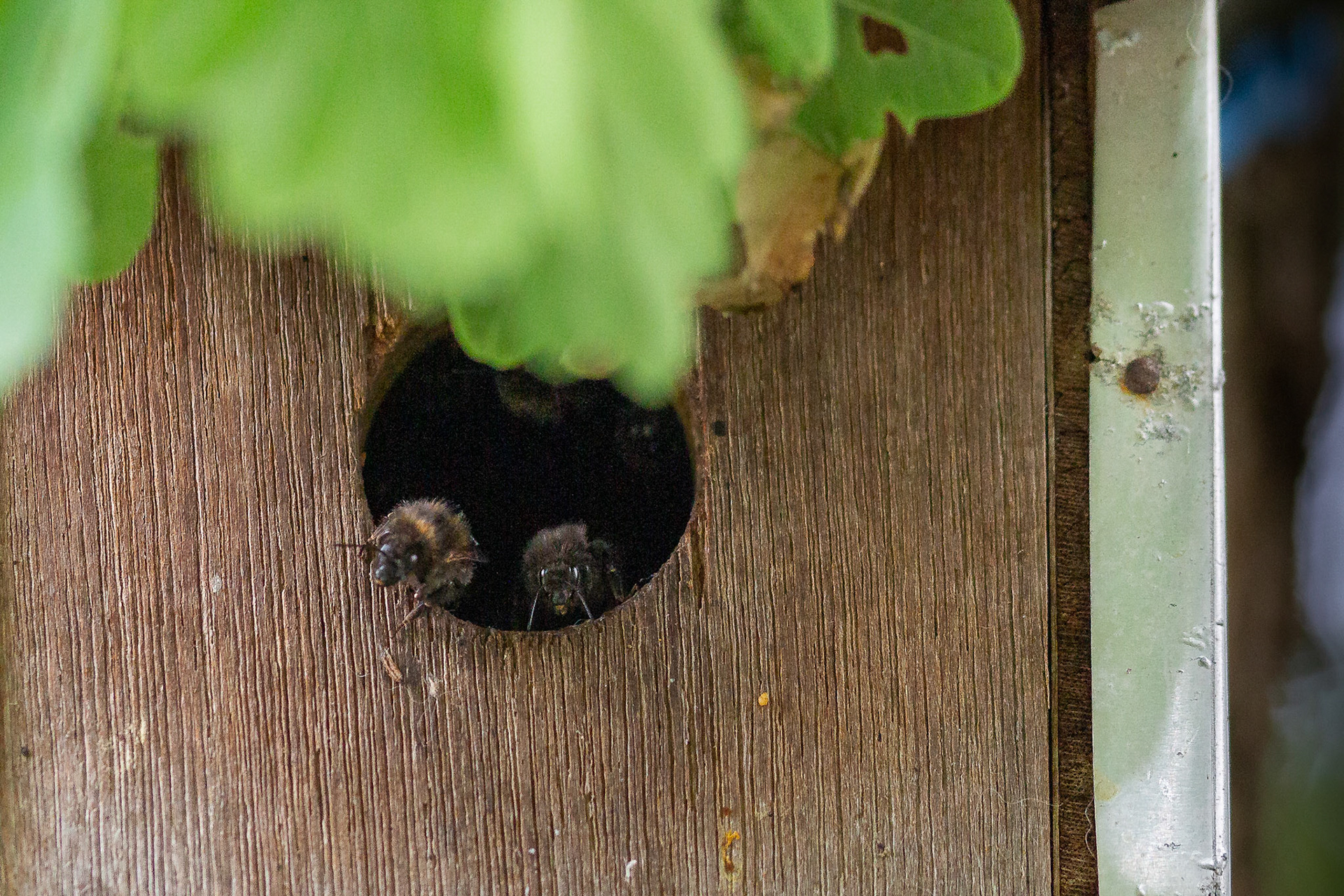 boomhommel werkster wachter