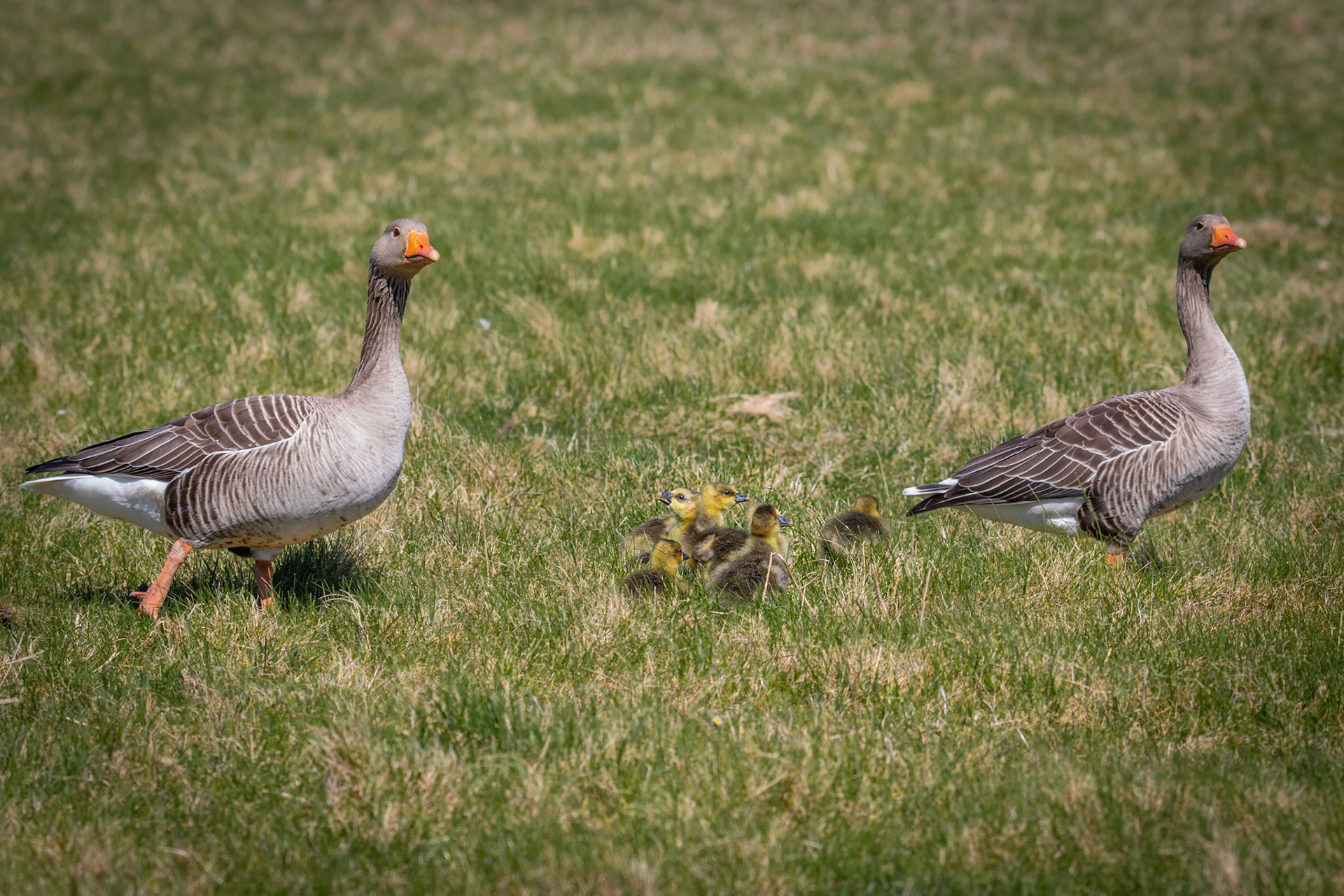 familie grauwe gans