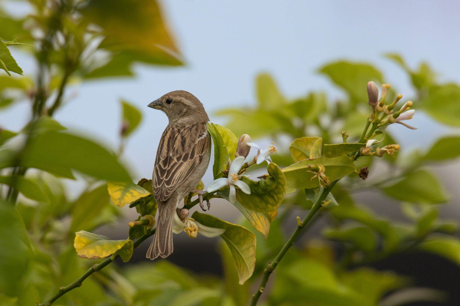  huismus op citroenboom El Hondo SP