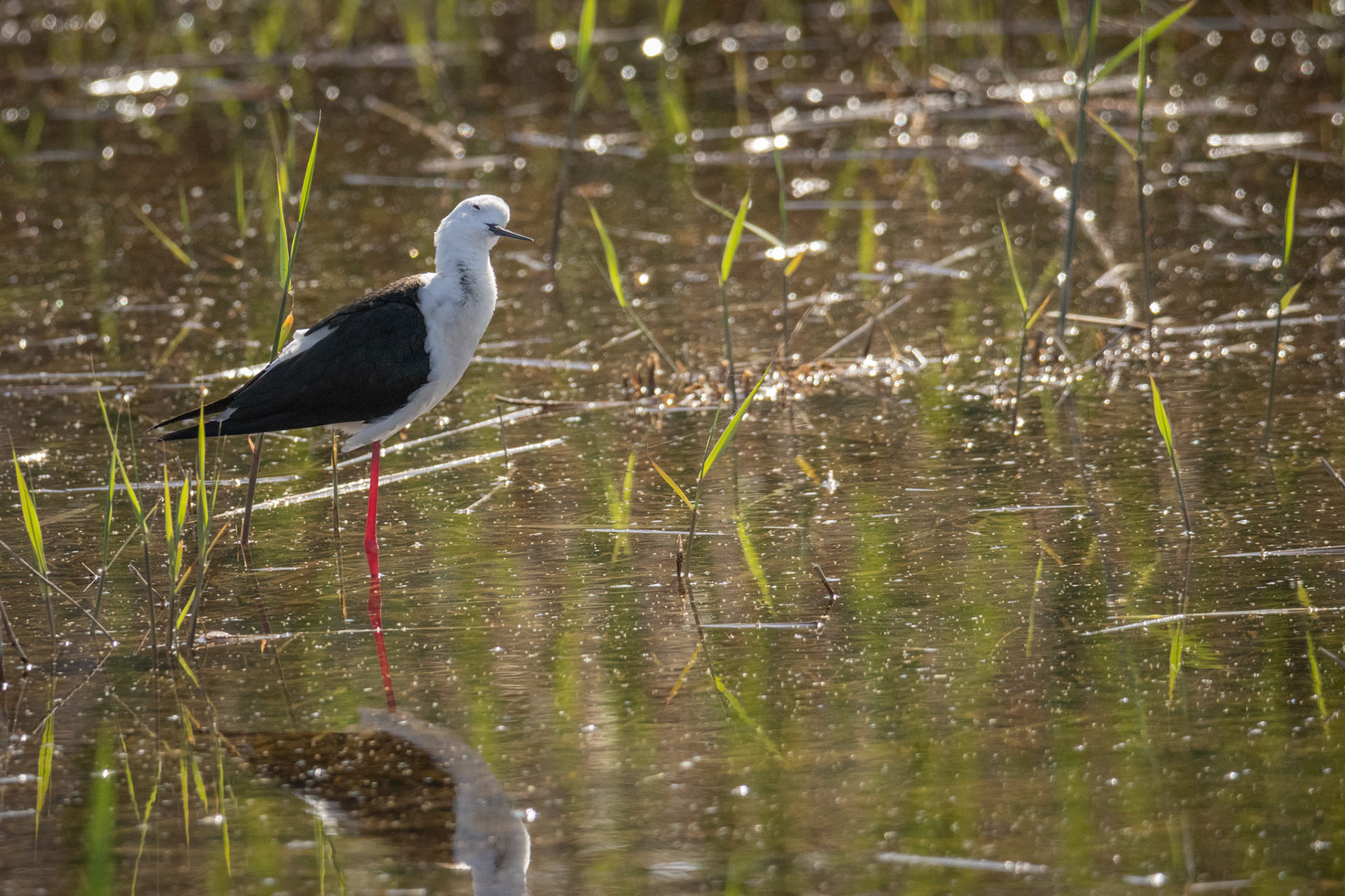 steltkluut El Hondo SP
