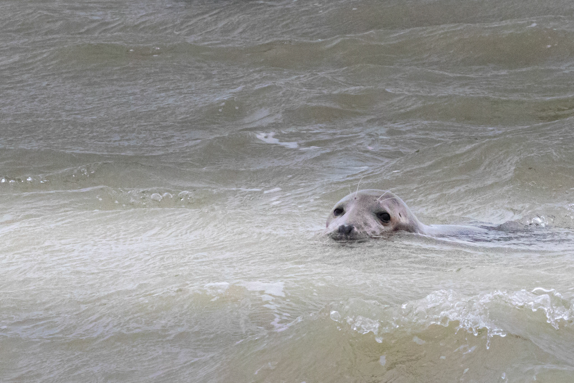 grijze zeehond