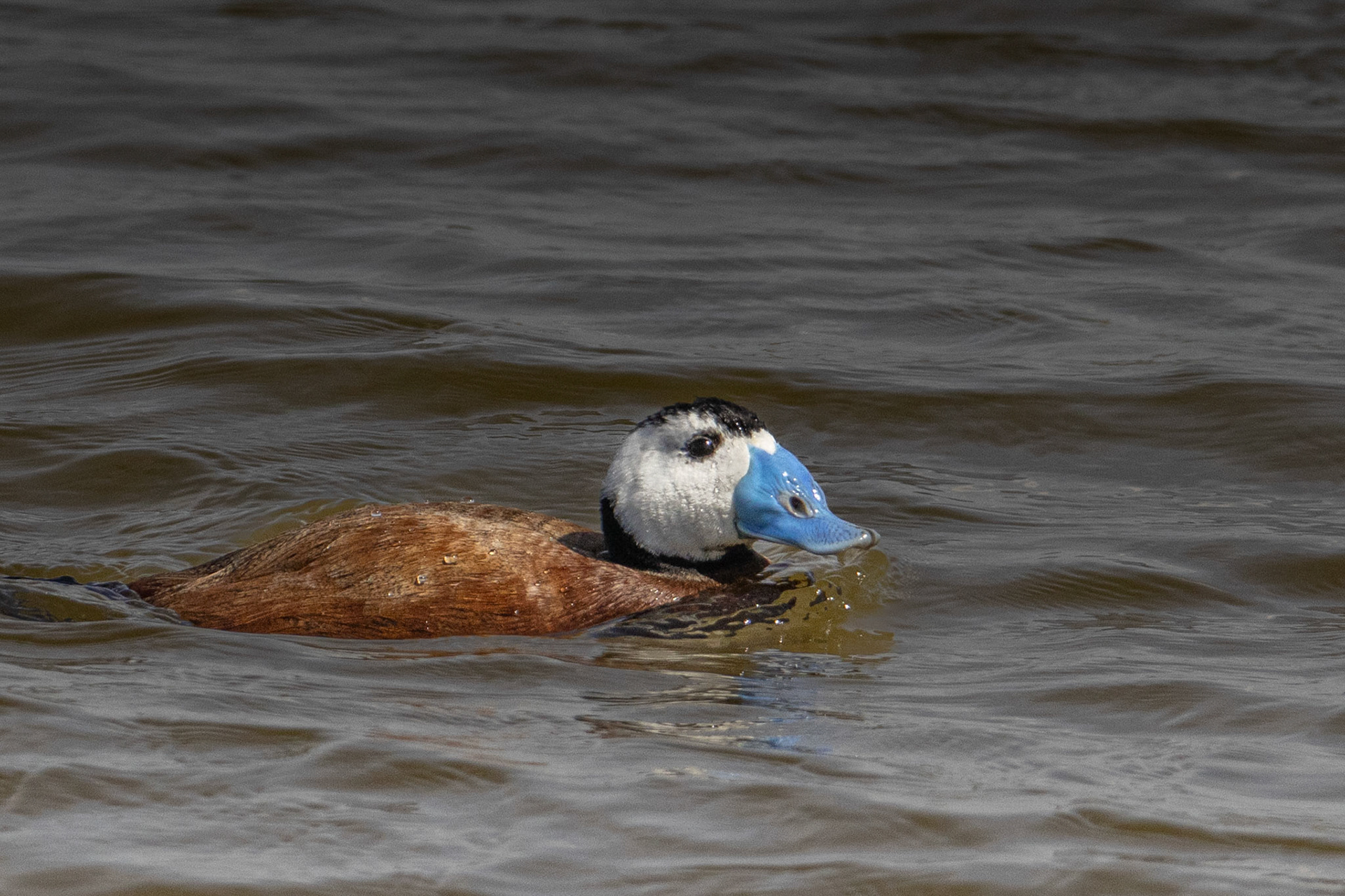  uitkopend El Hondo SP