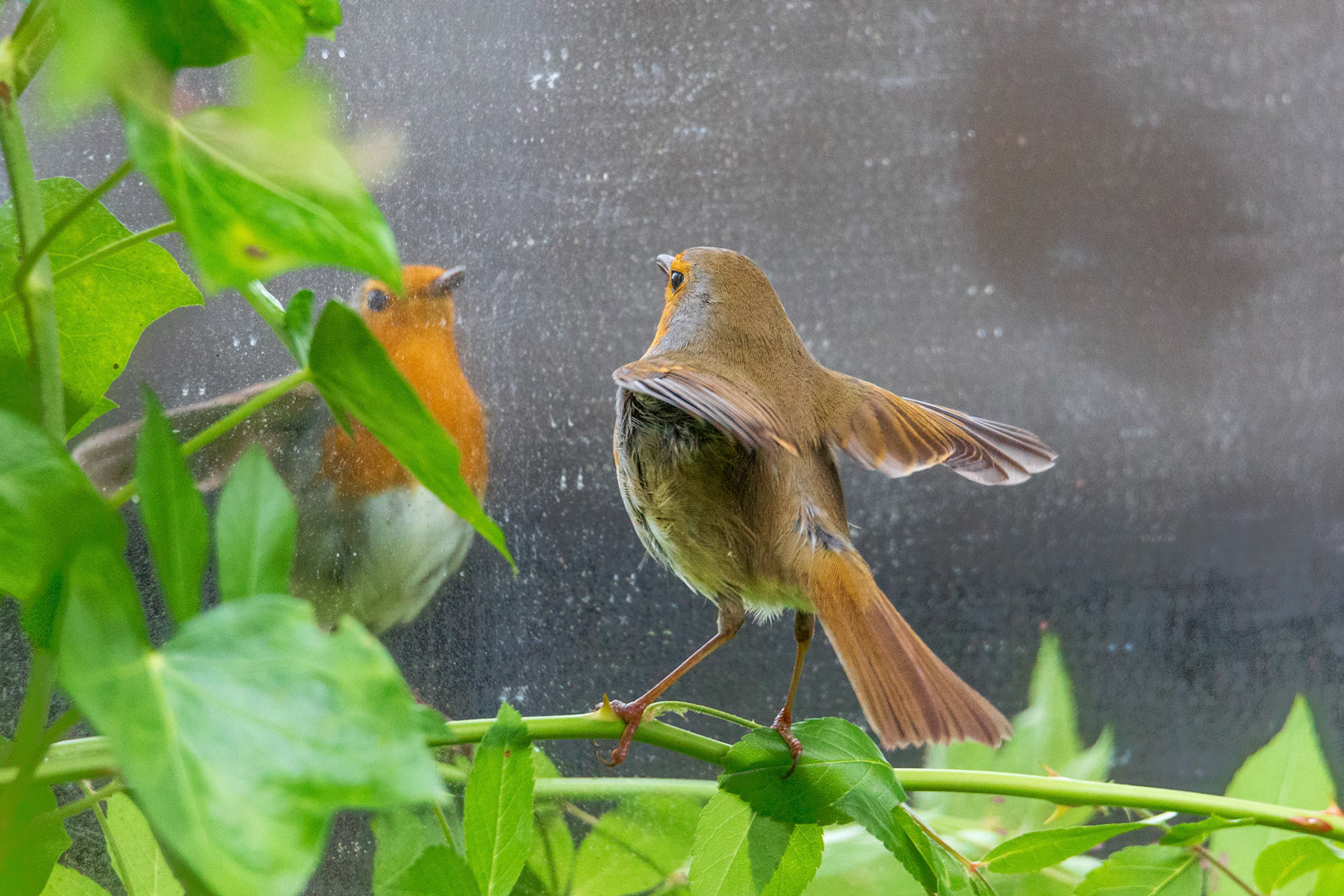 spiegel aan de wand, wie dringt binnen in mijn land