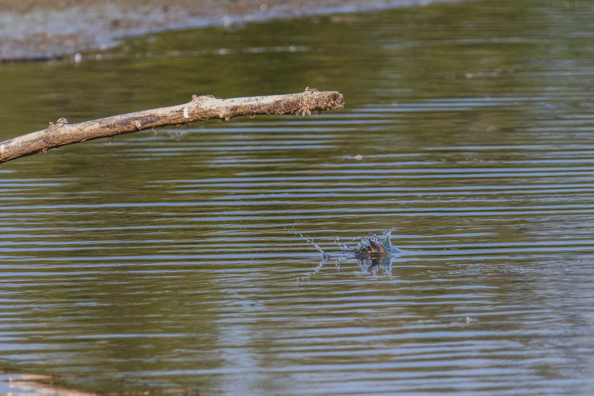 ijsvogel jaagt foto 3