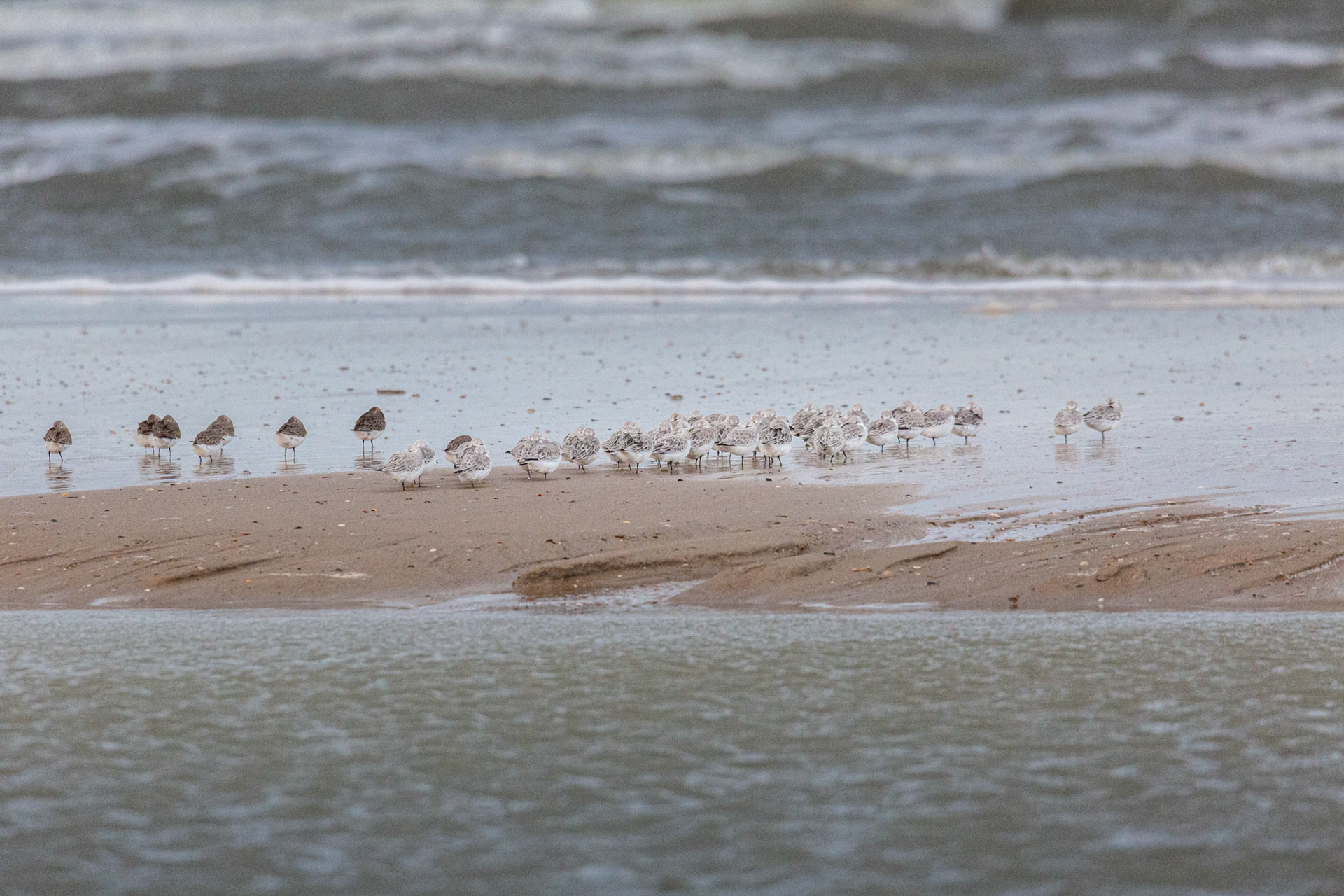 bonte- en drieteenstrandloper