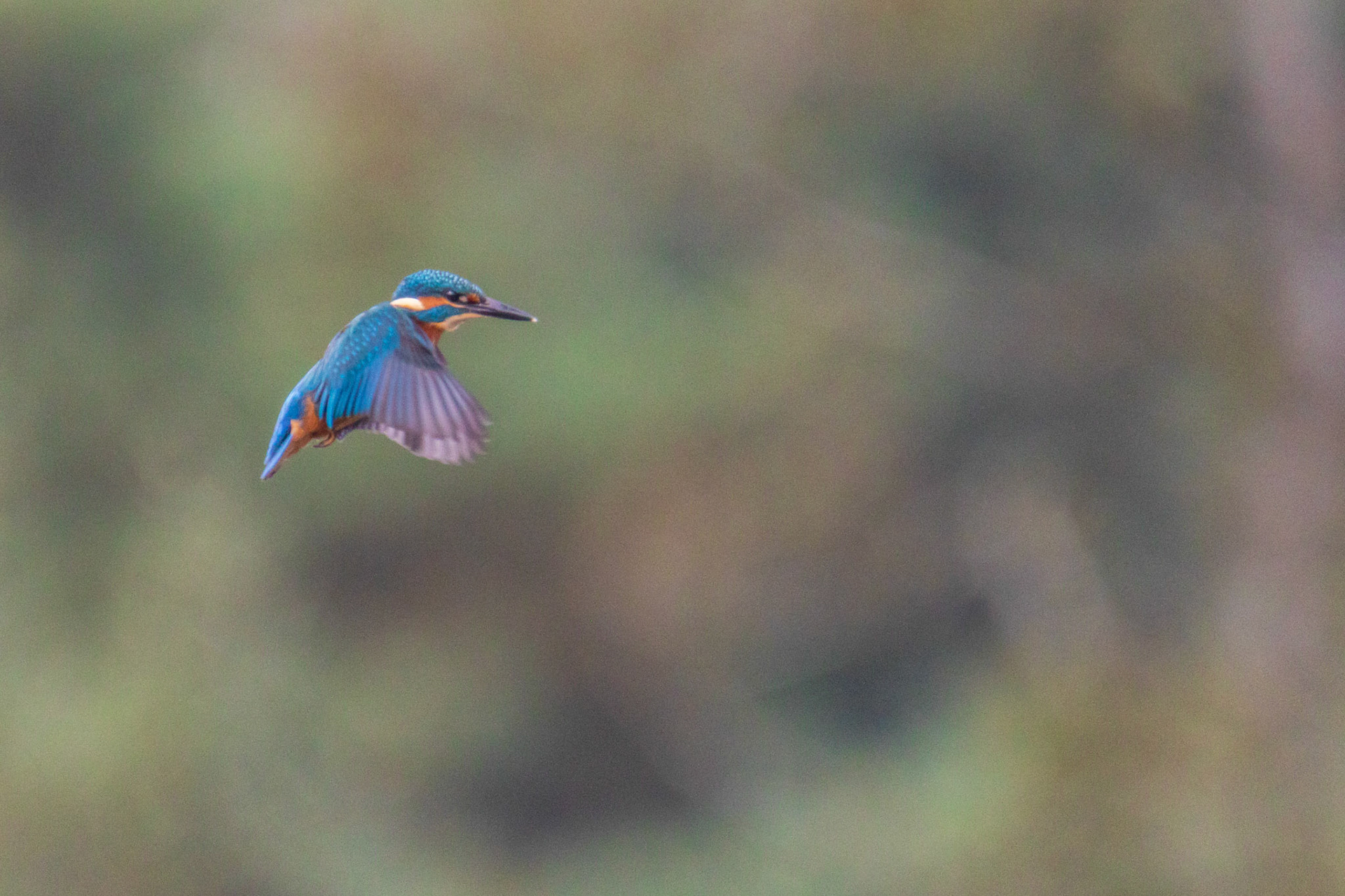 ijsvogel bidt foto 1
