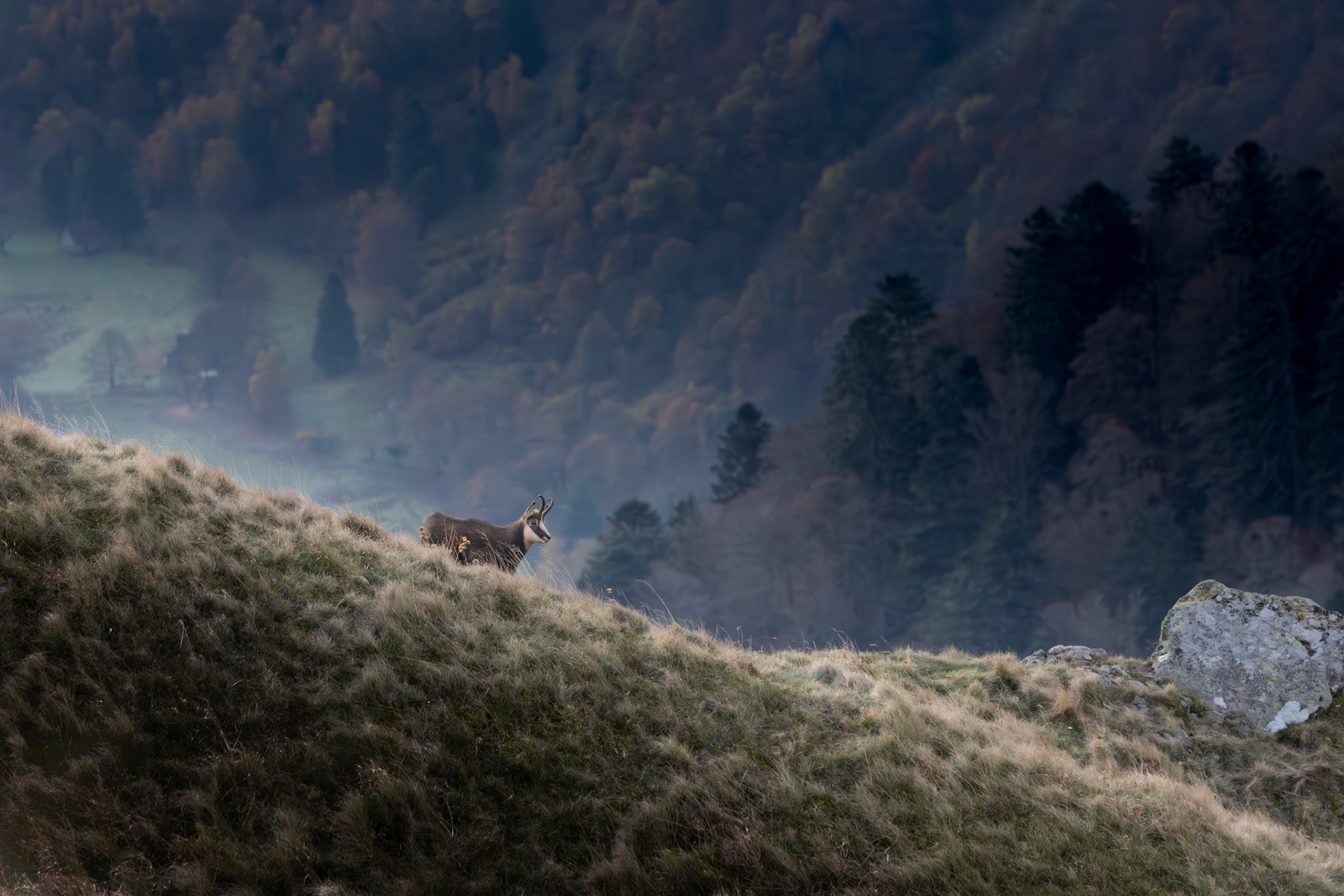 gems Vogezen Hohneck