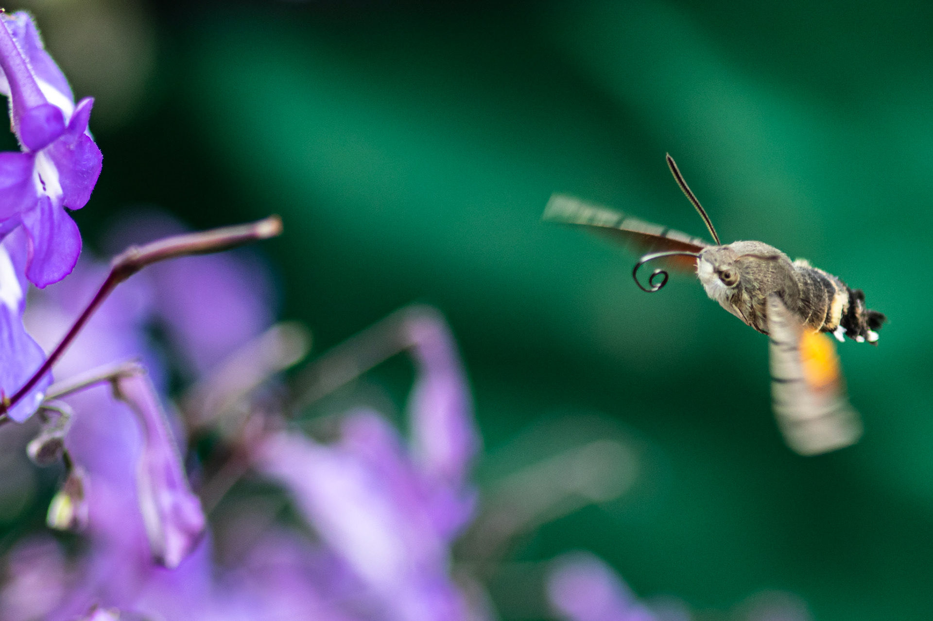 kolibrievlinder zomer