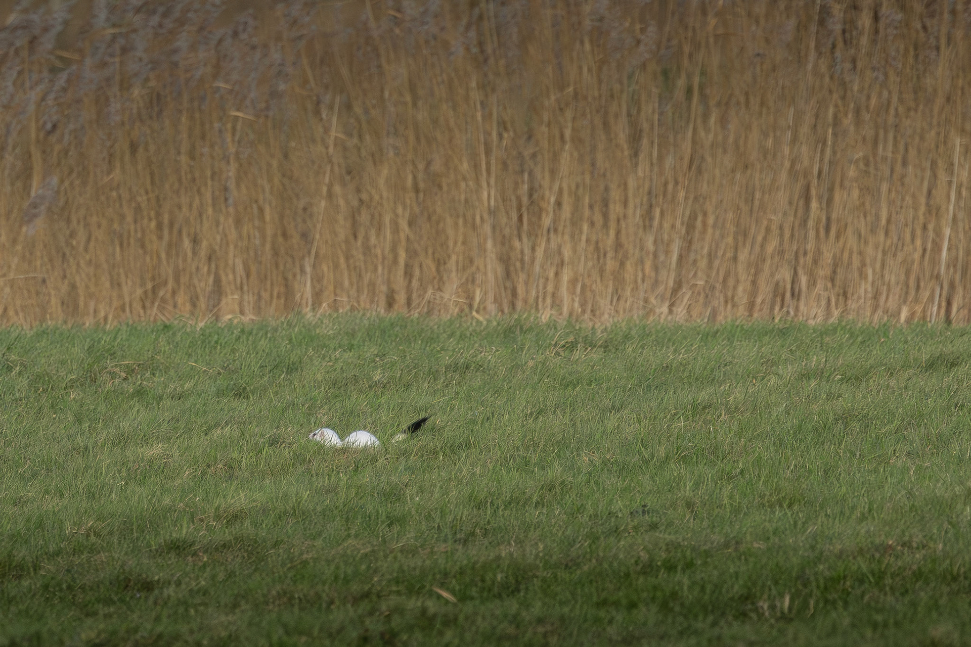 hermelijn in winterkleed