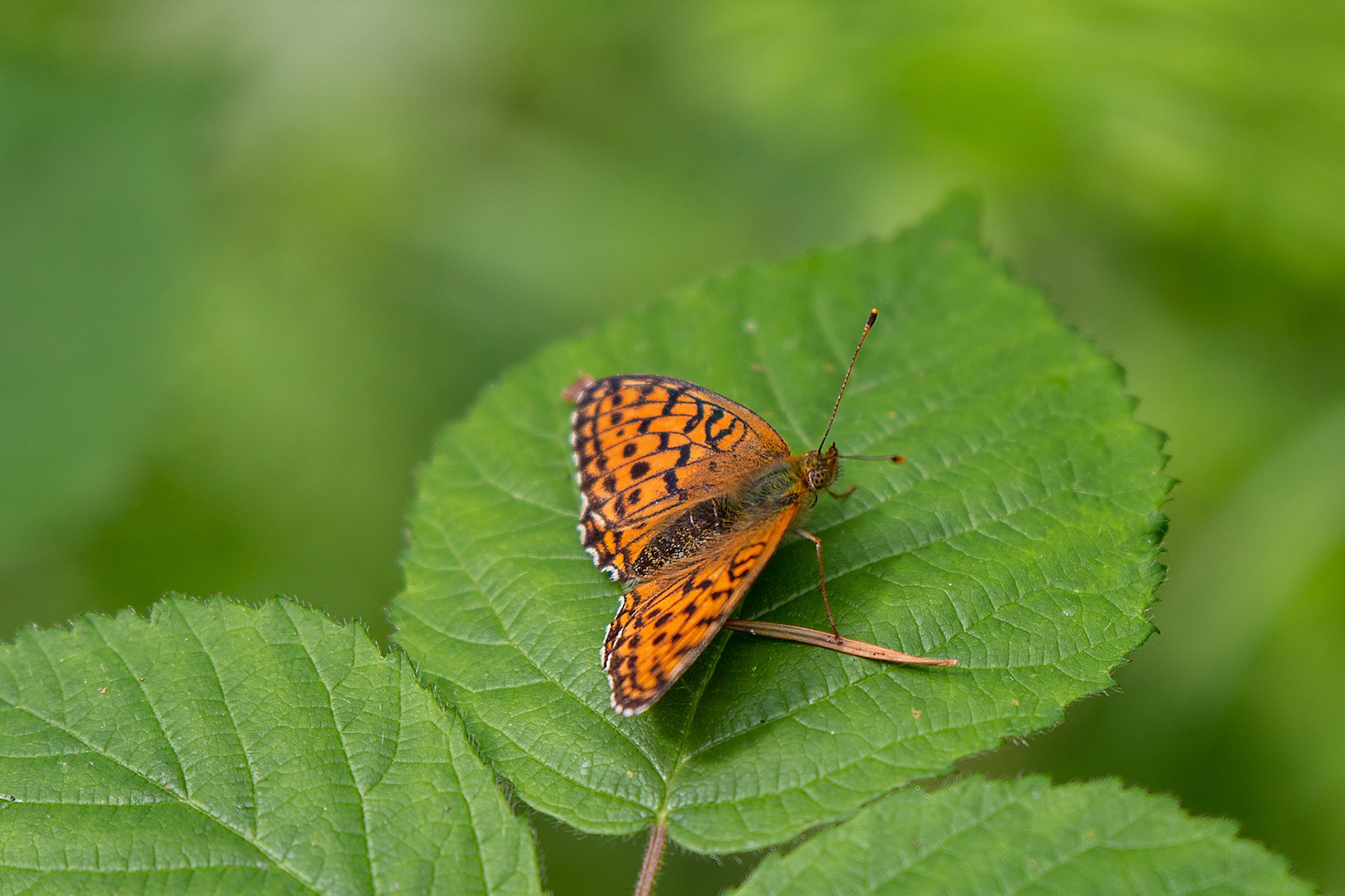 purperstreepparelmoervlinder