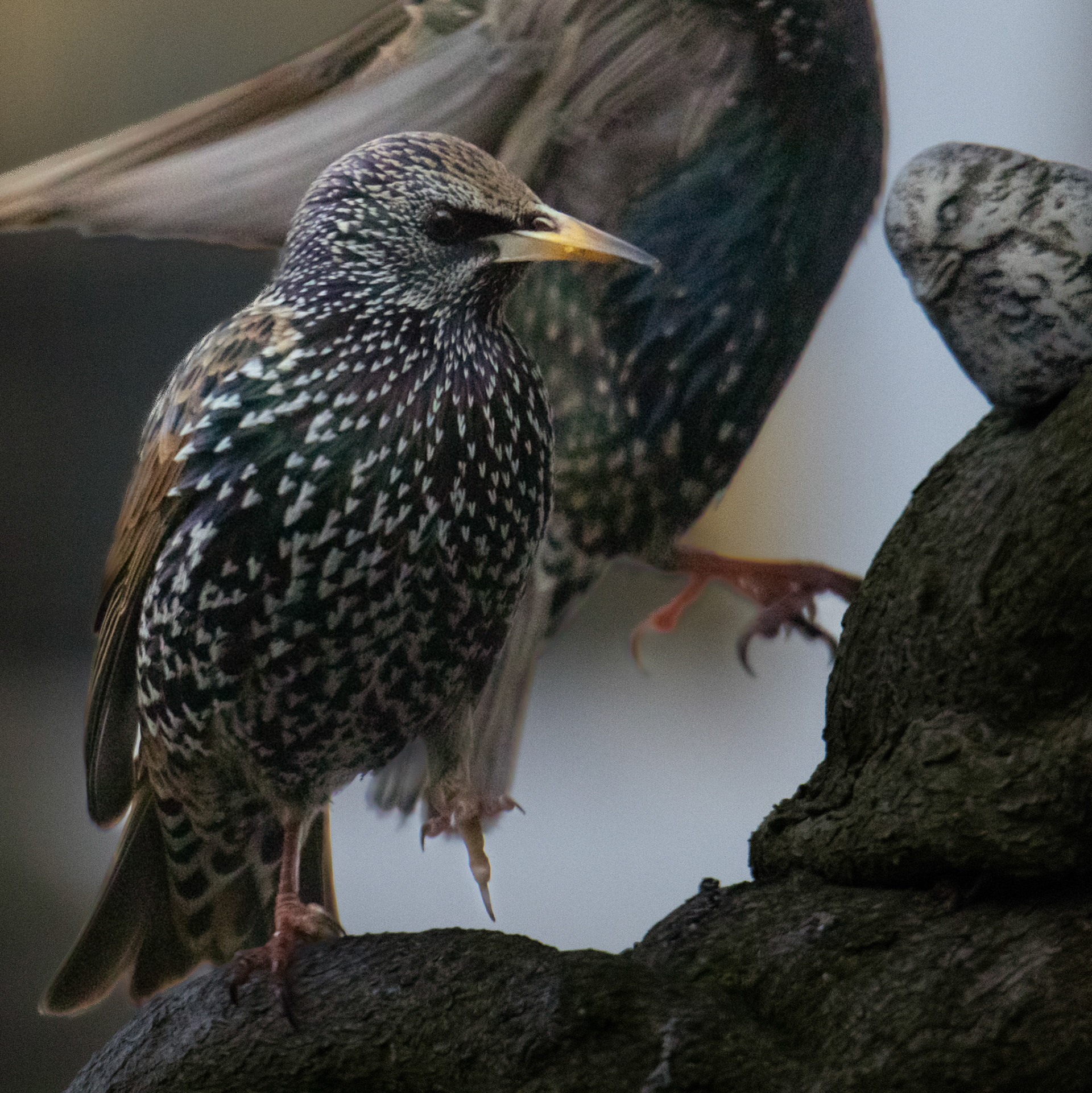 spreeuw ontmoet stenen vogeltje