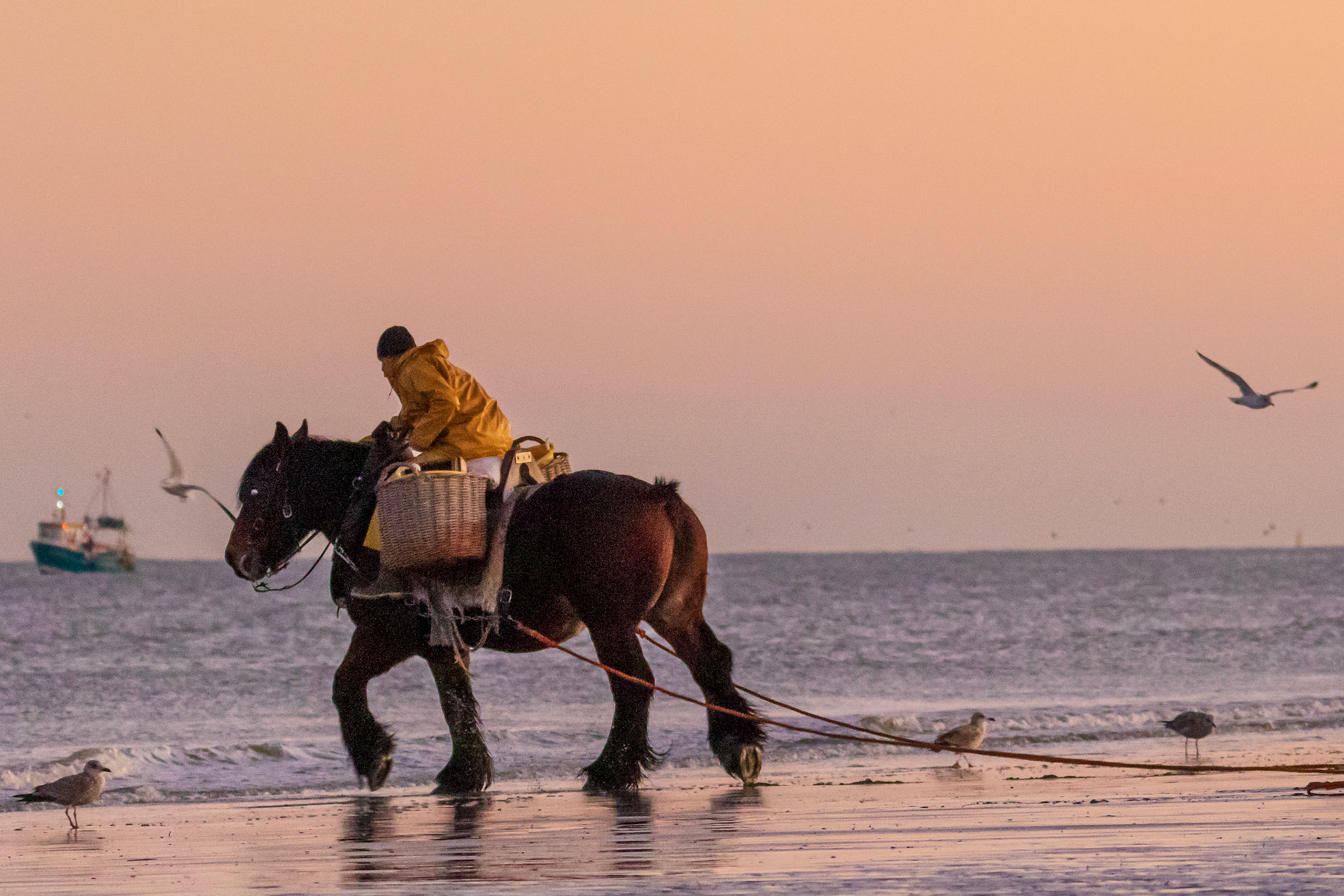 garnaalvisser te paard Ooostduinkerke