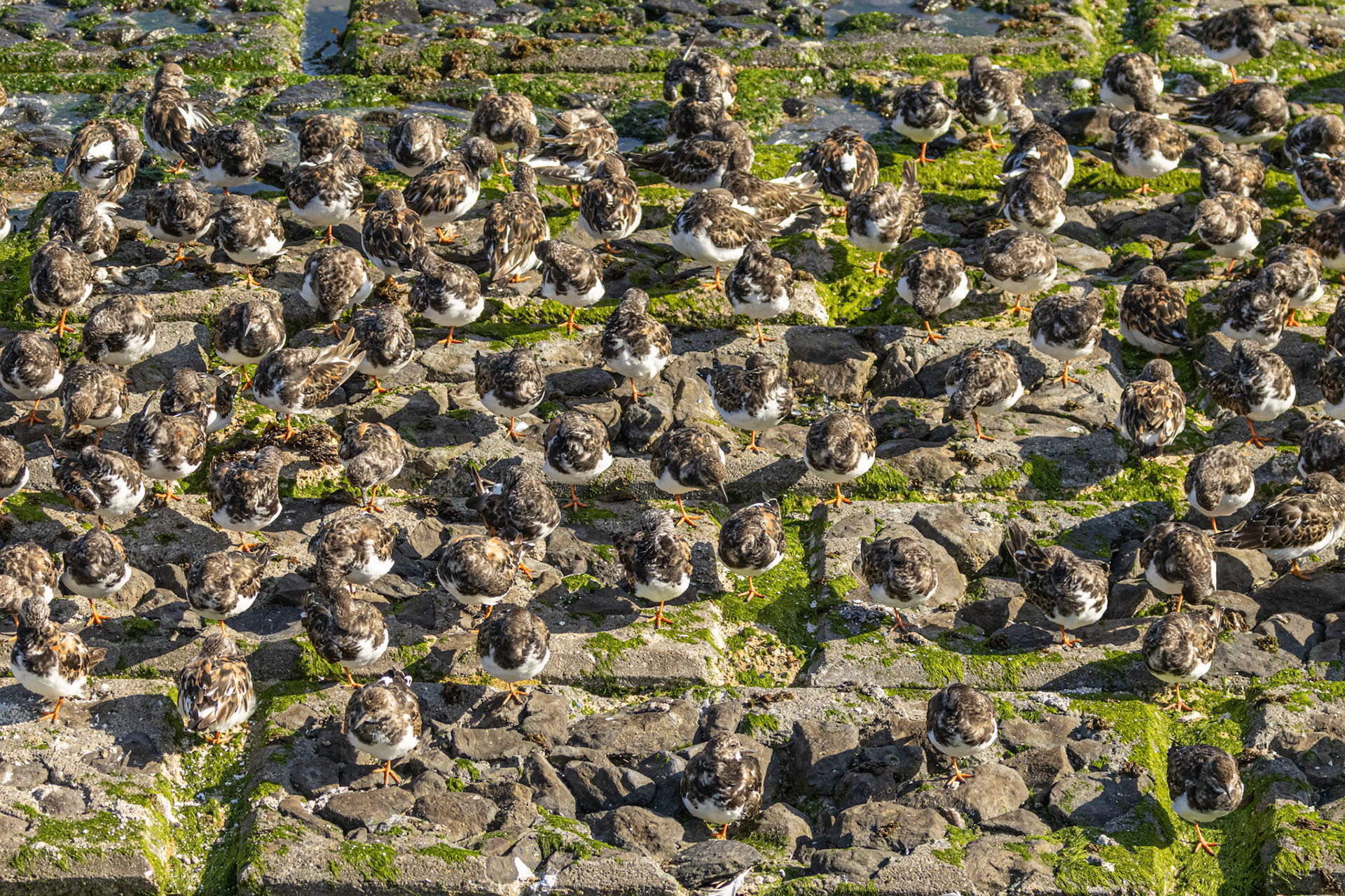rust bij hoogtij  steenlopers