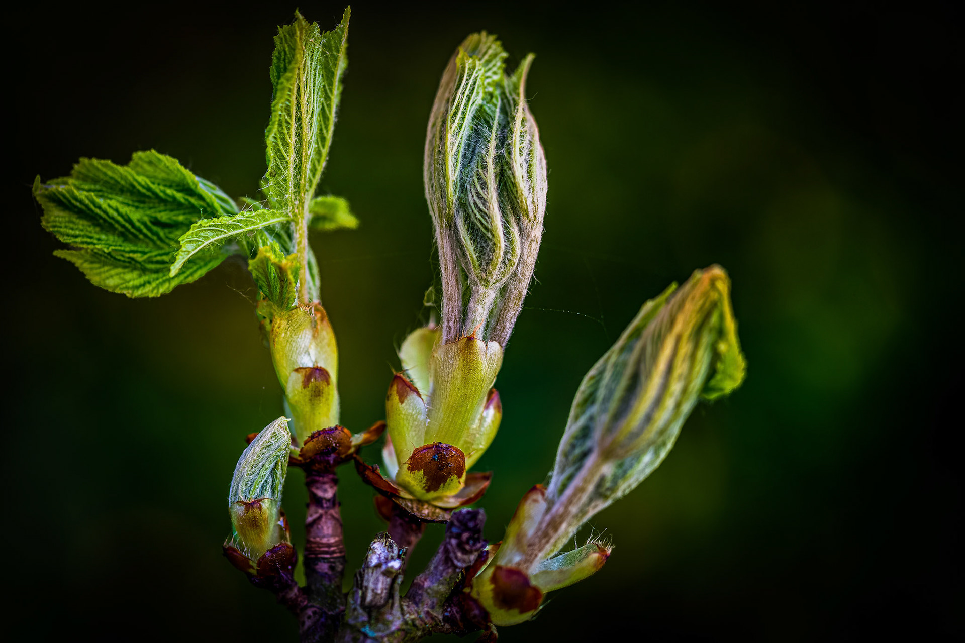 knop paardenkastanje