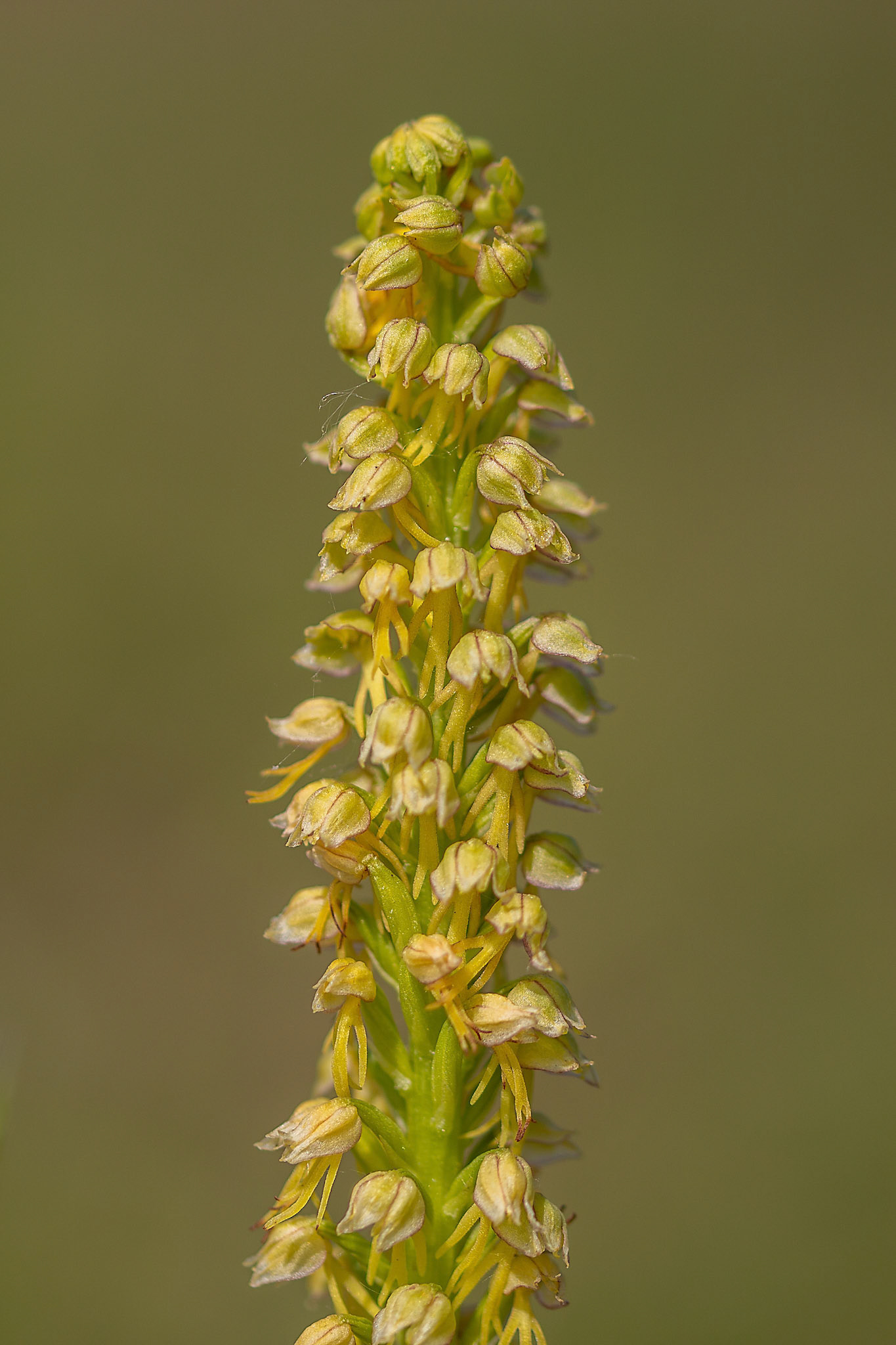 poppenorchis