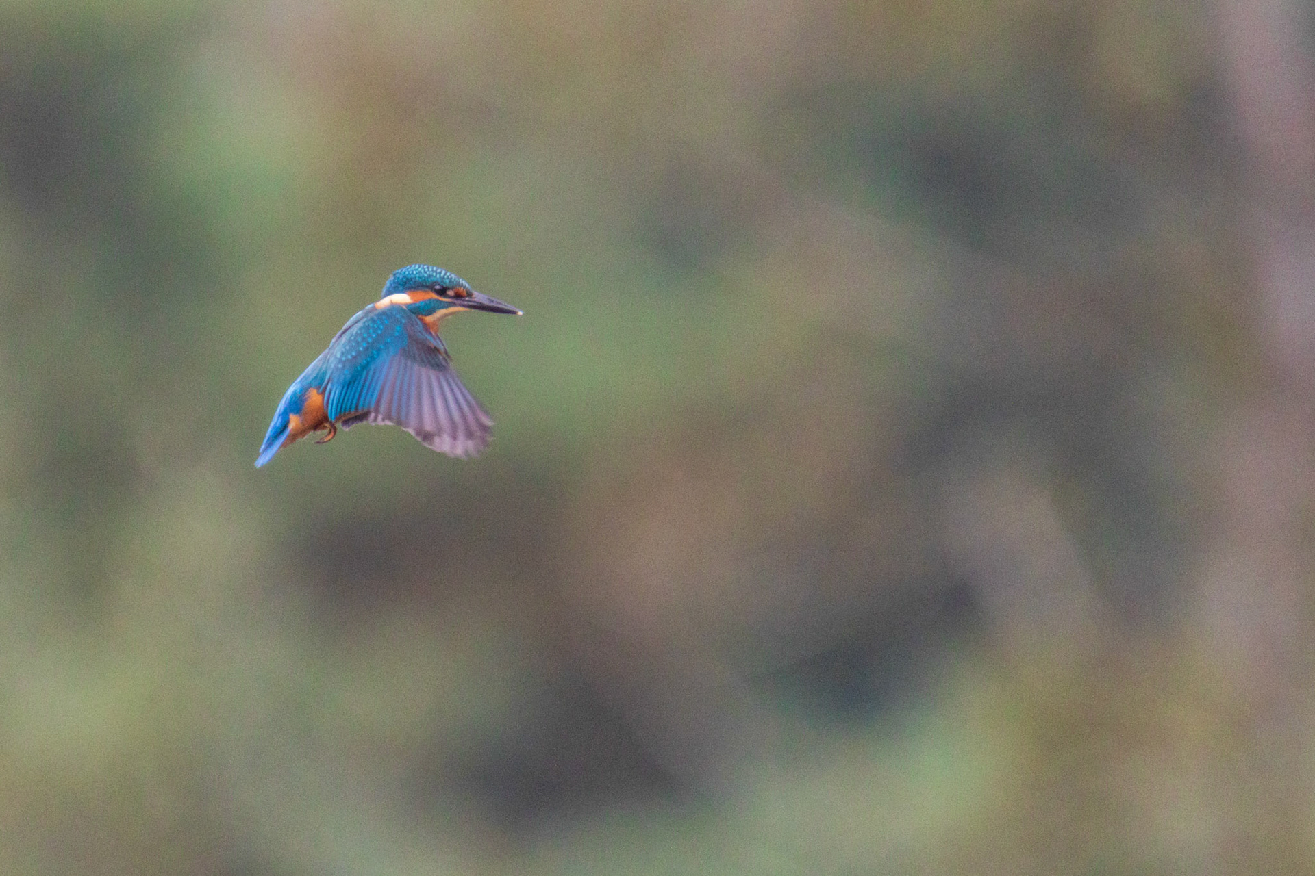 ijsvogel bidt foto 4