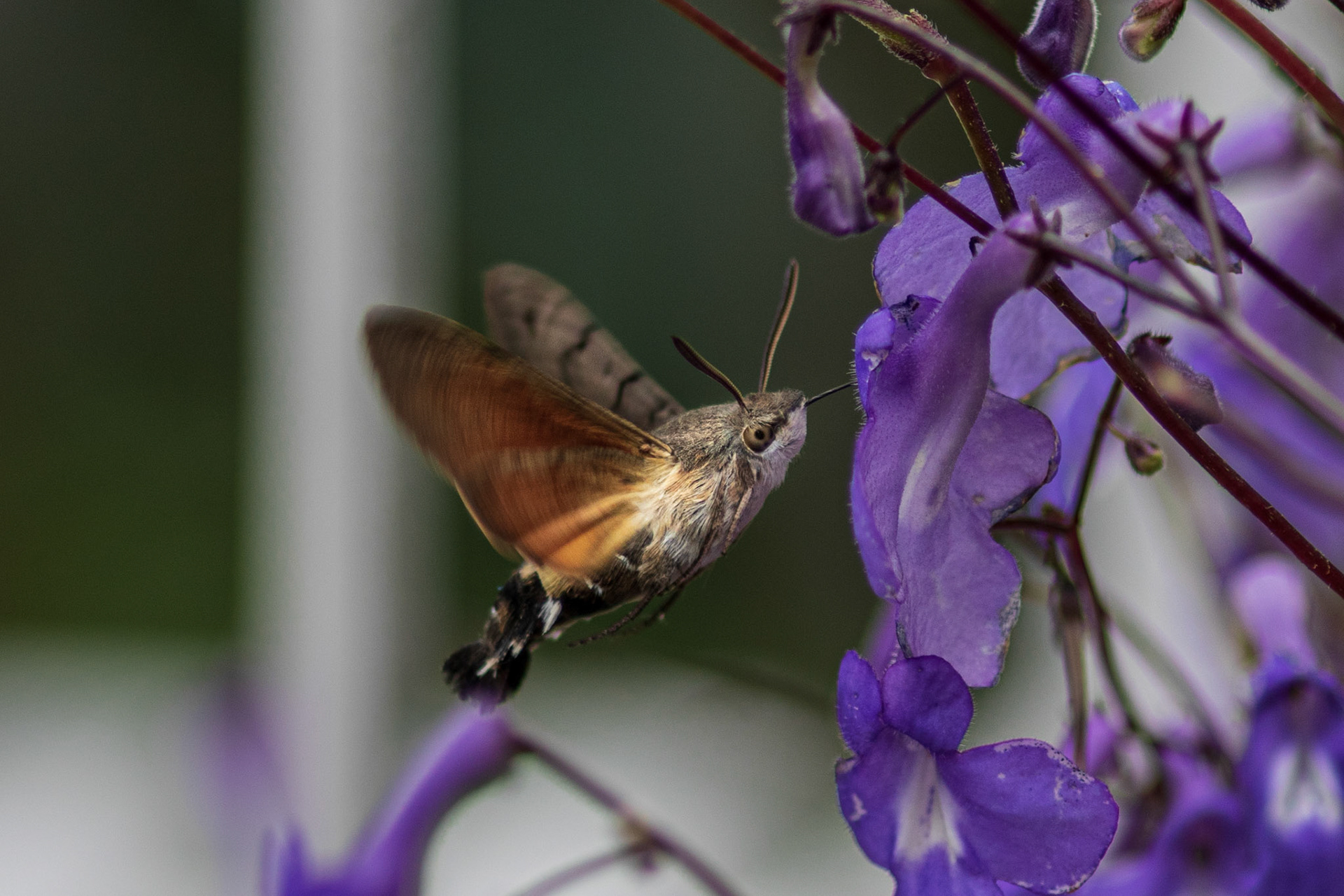 kolibrievlinder zomer